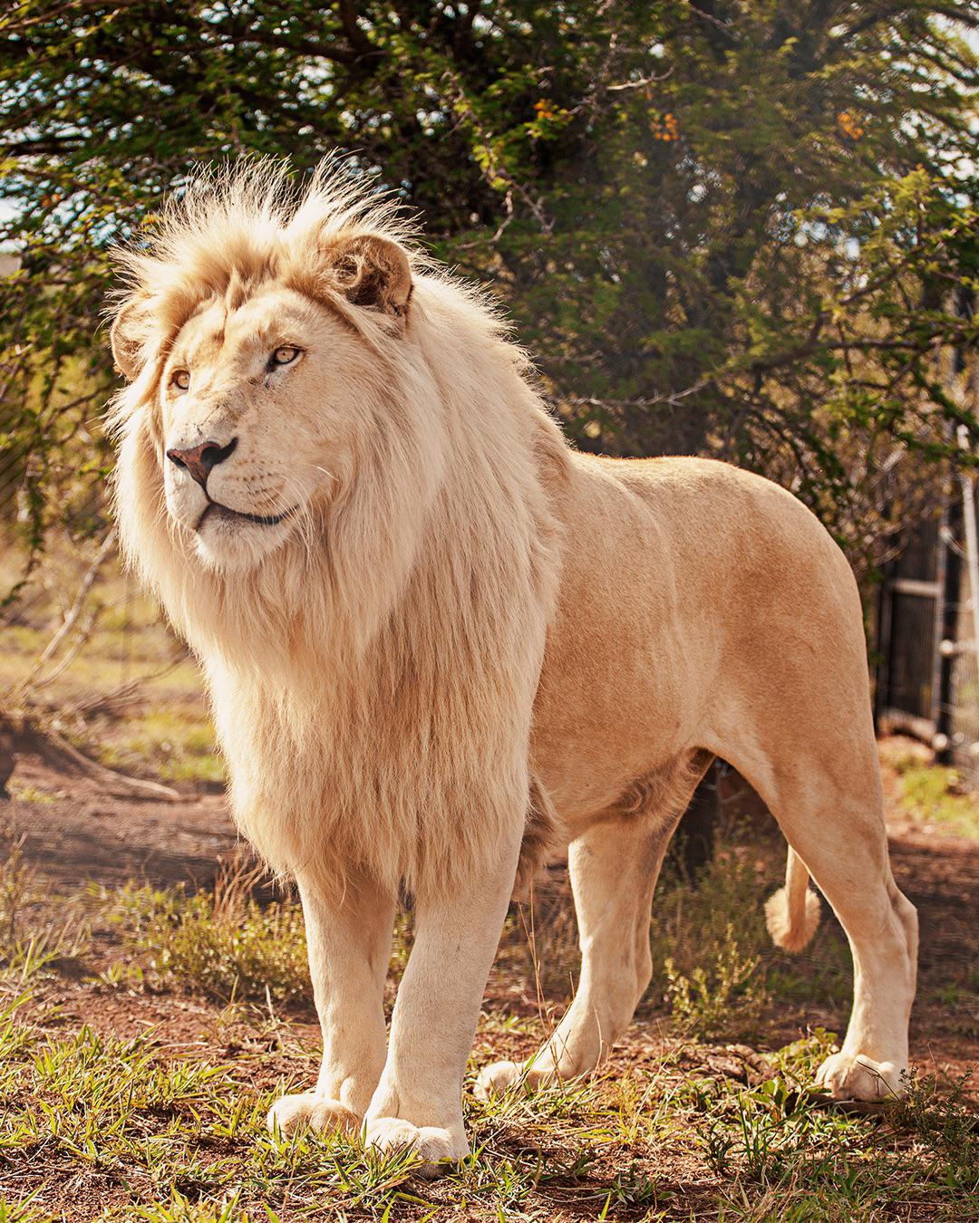 Interesting Photo of the Day Majestic White Lion