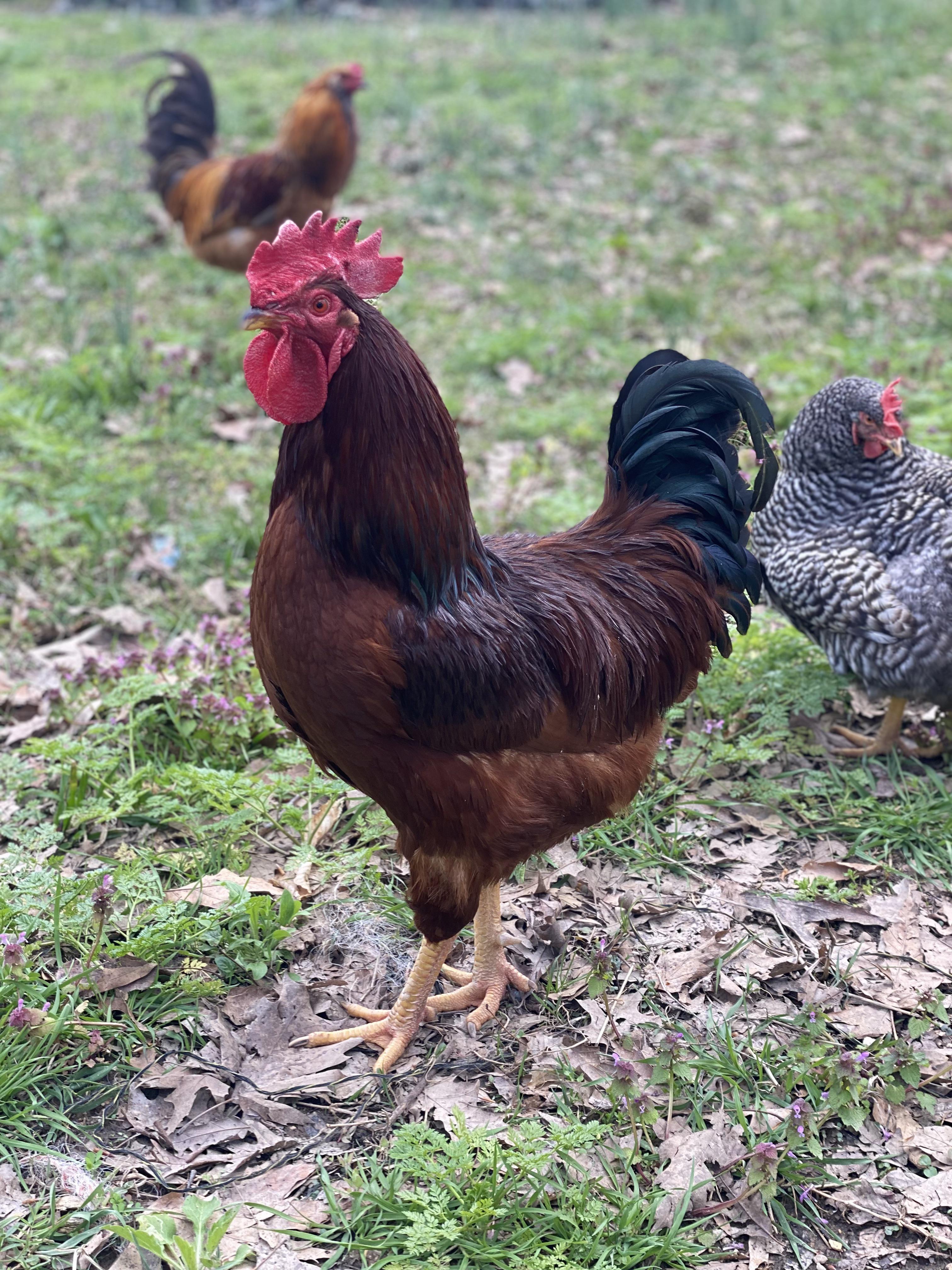 Dr Pecker Head Rooster in Charge! r/chickens