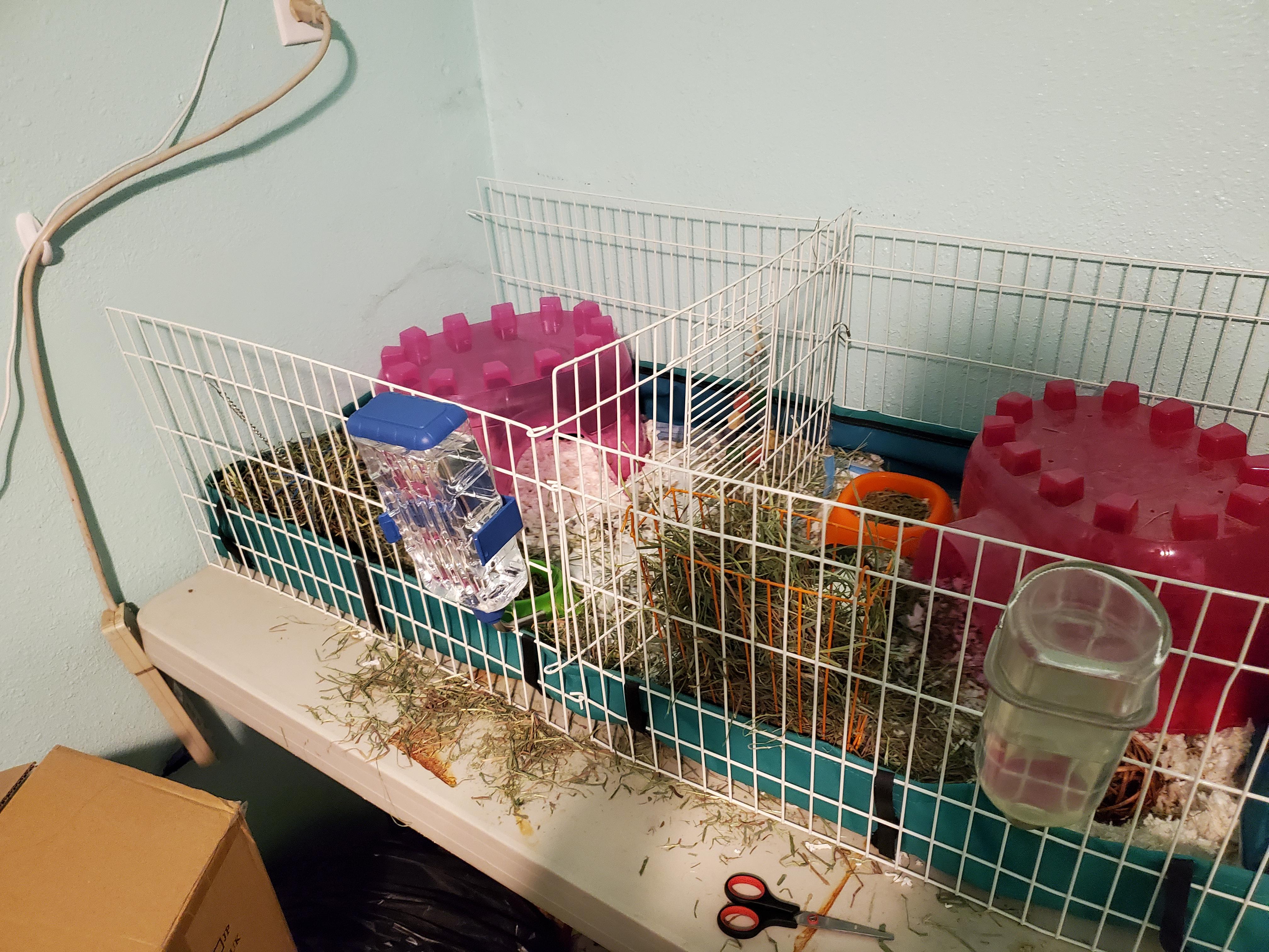 Hello! I recently just adopted another guinea pig so that one eyed