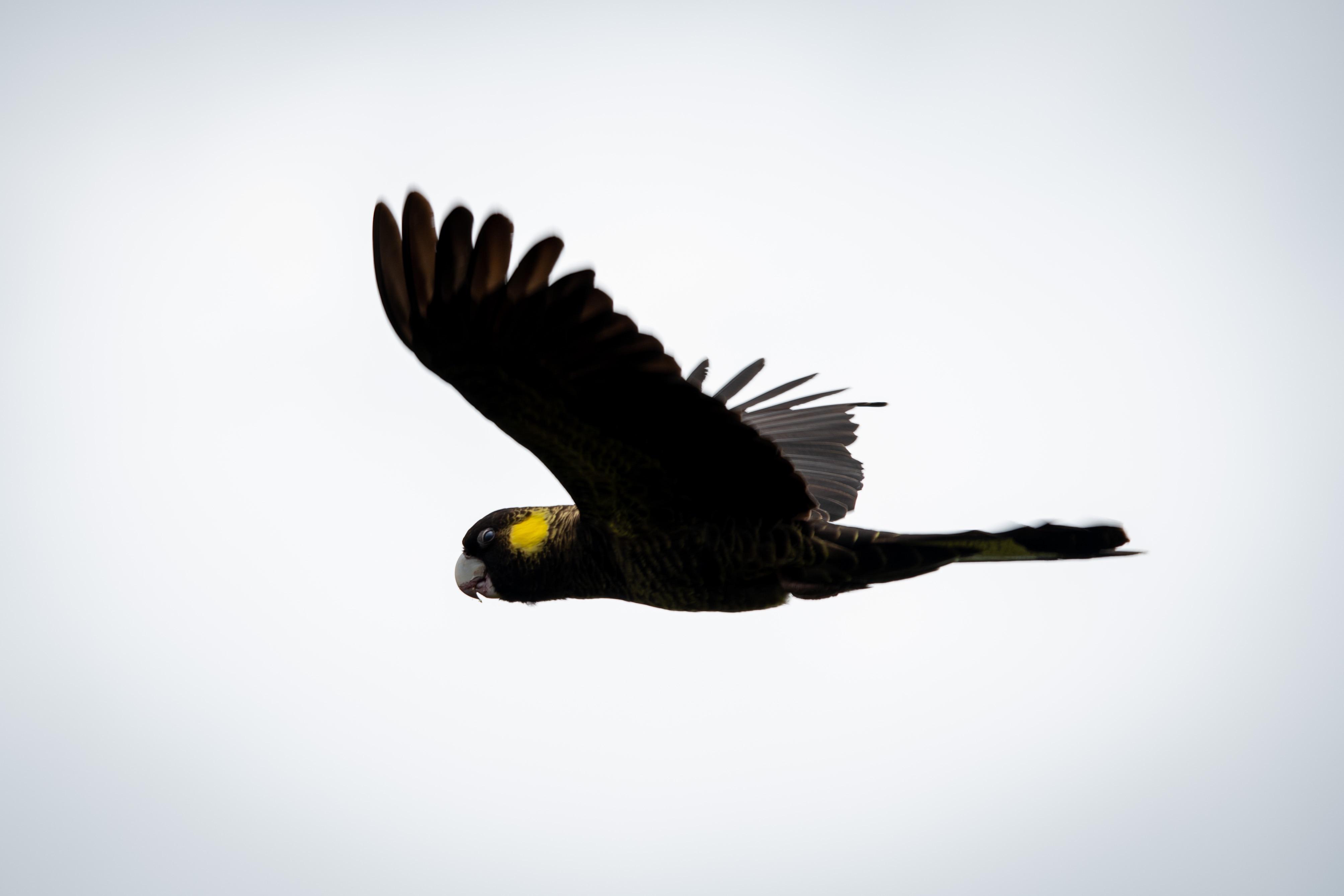 Yellow tailed black cockatoo r/AustralianBirds