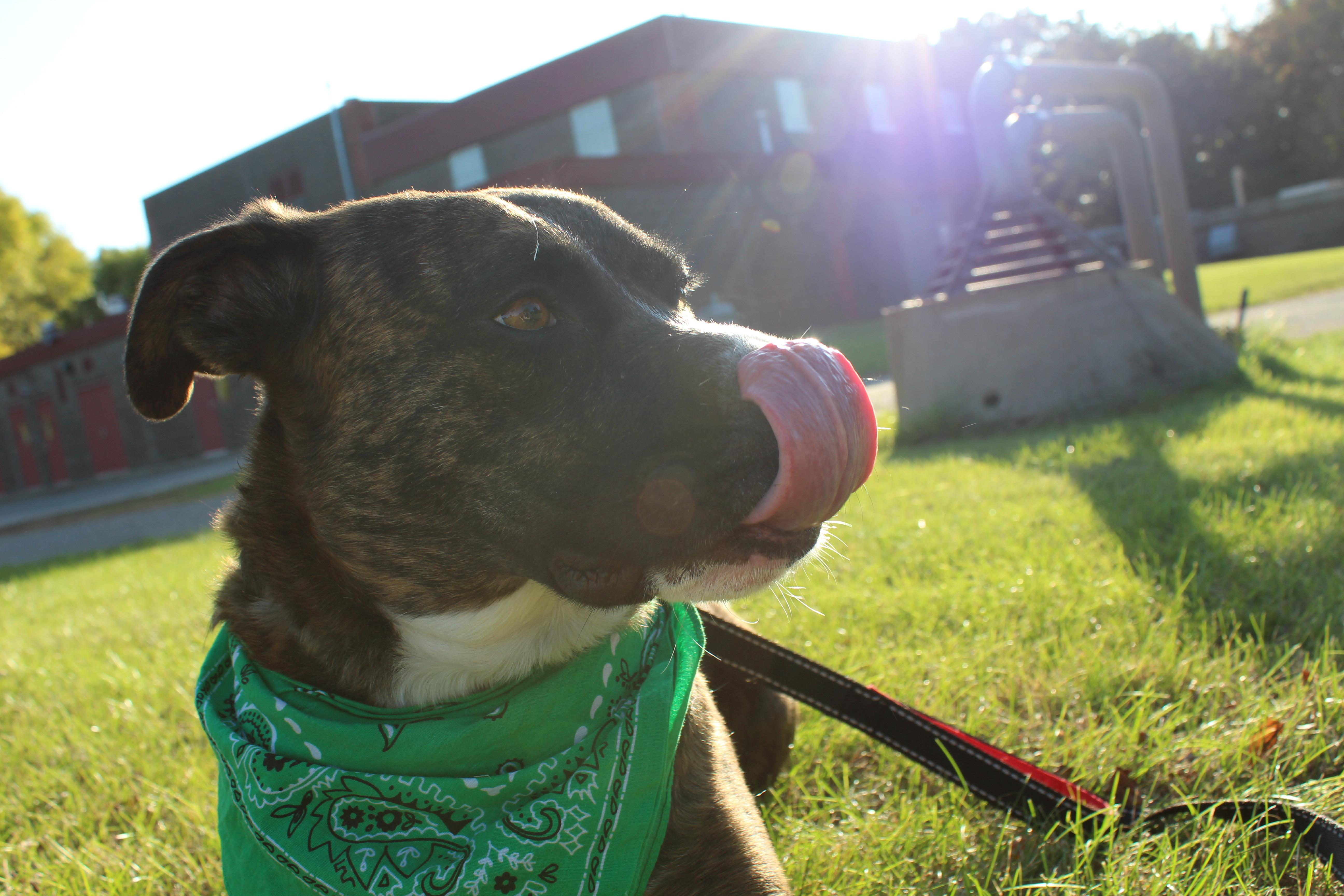 i got a great picture of my dog licking his nose Eyebleach