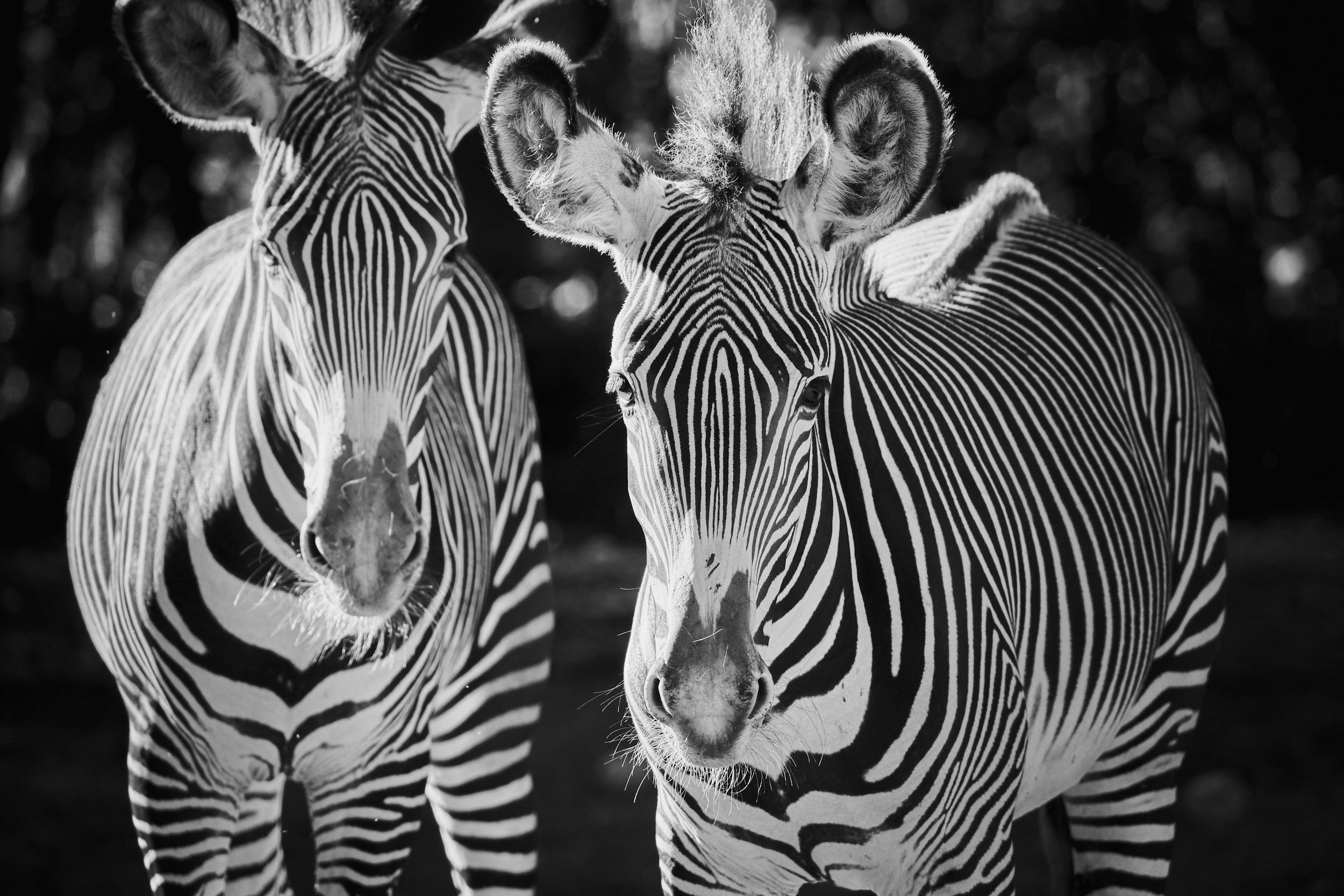 Grevy’s Zebras in black and white. Fuji XT30 w/ 100400mm r/fujifilm