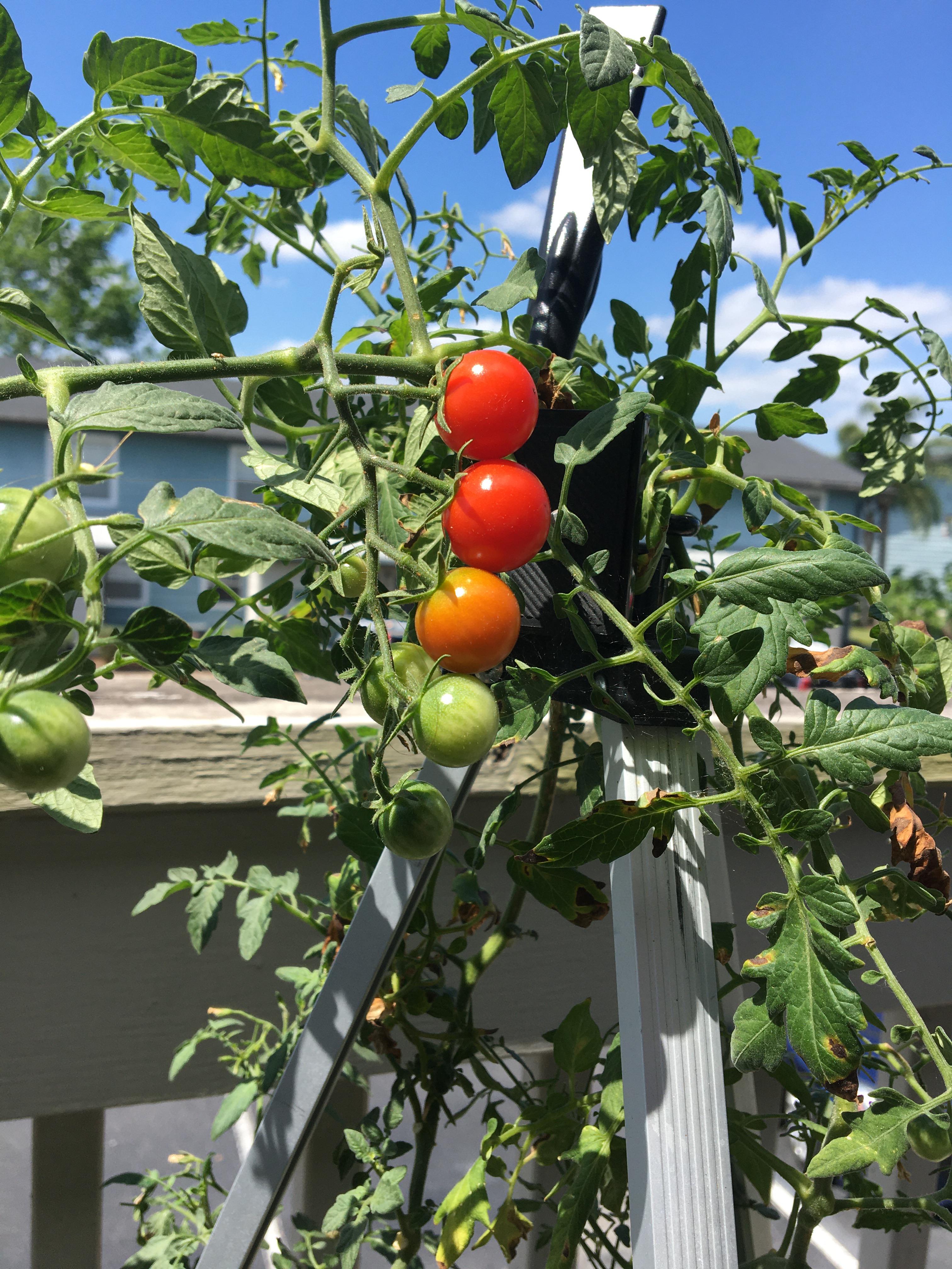 My pretty cherry tomato plant r/gardening