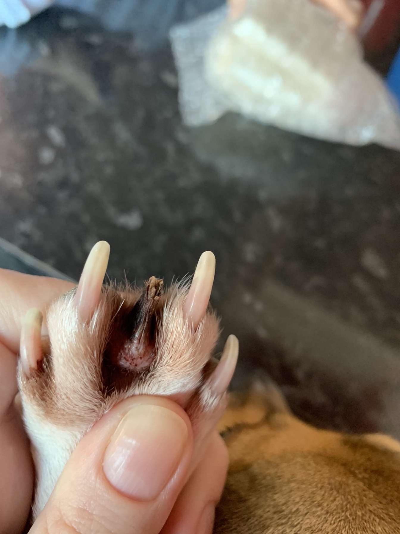 my grandmas dog grew an extra toe MakeMeSuffer