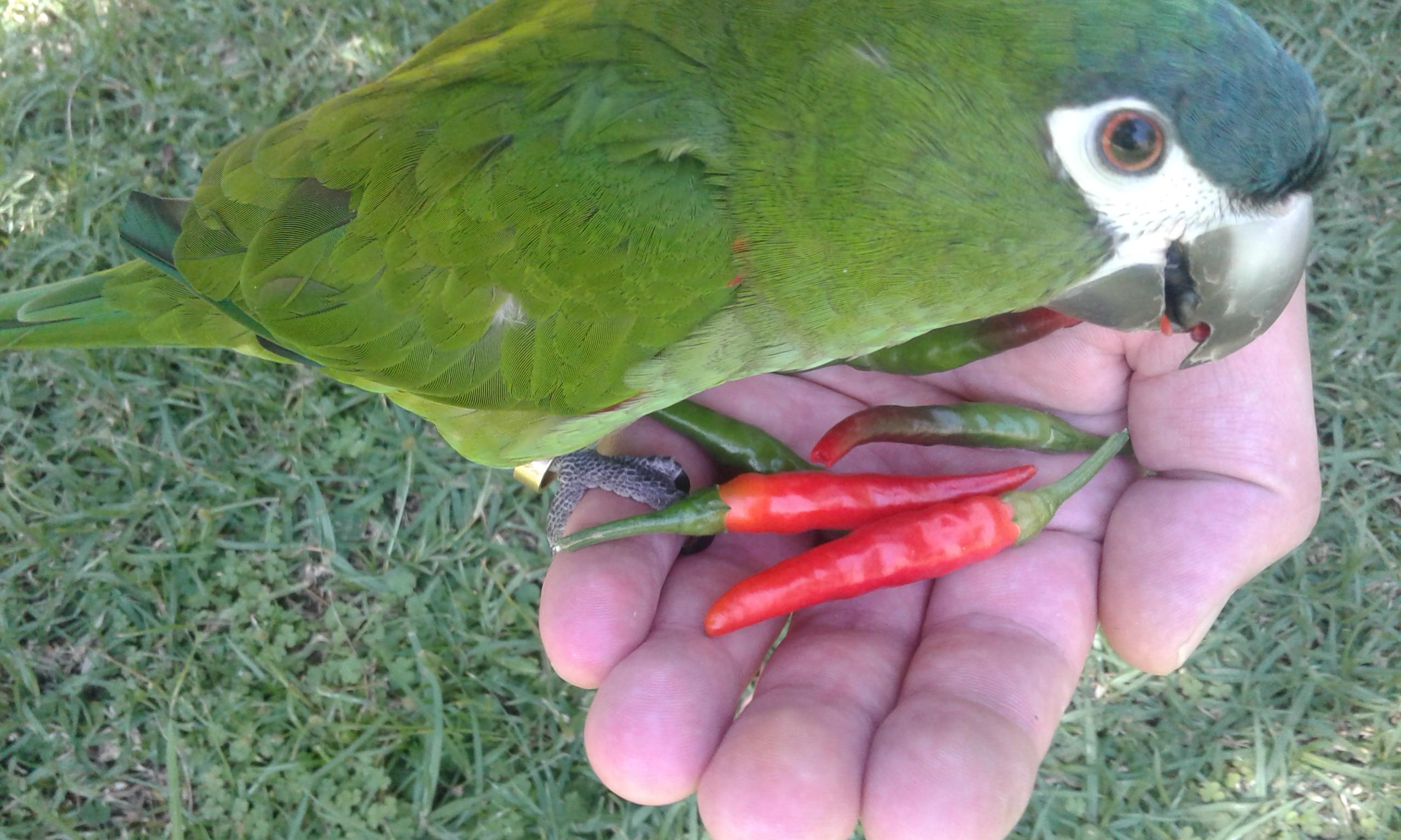 My Hahns Macaw likes to eat hot peppers then rub her beak on my face