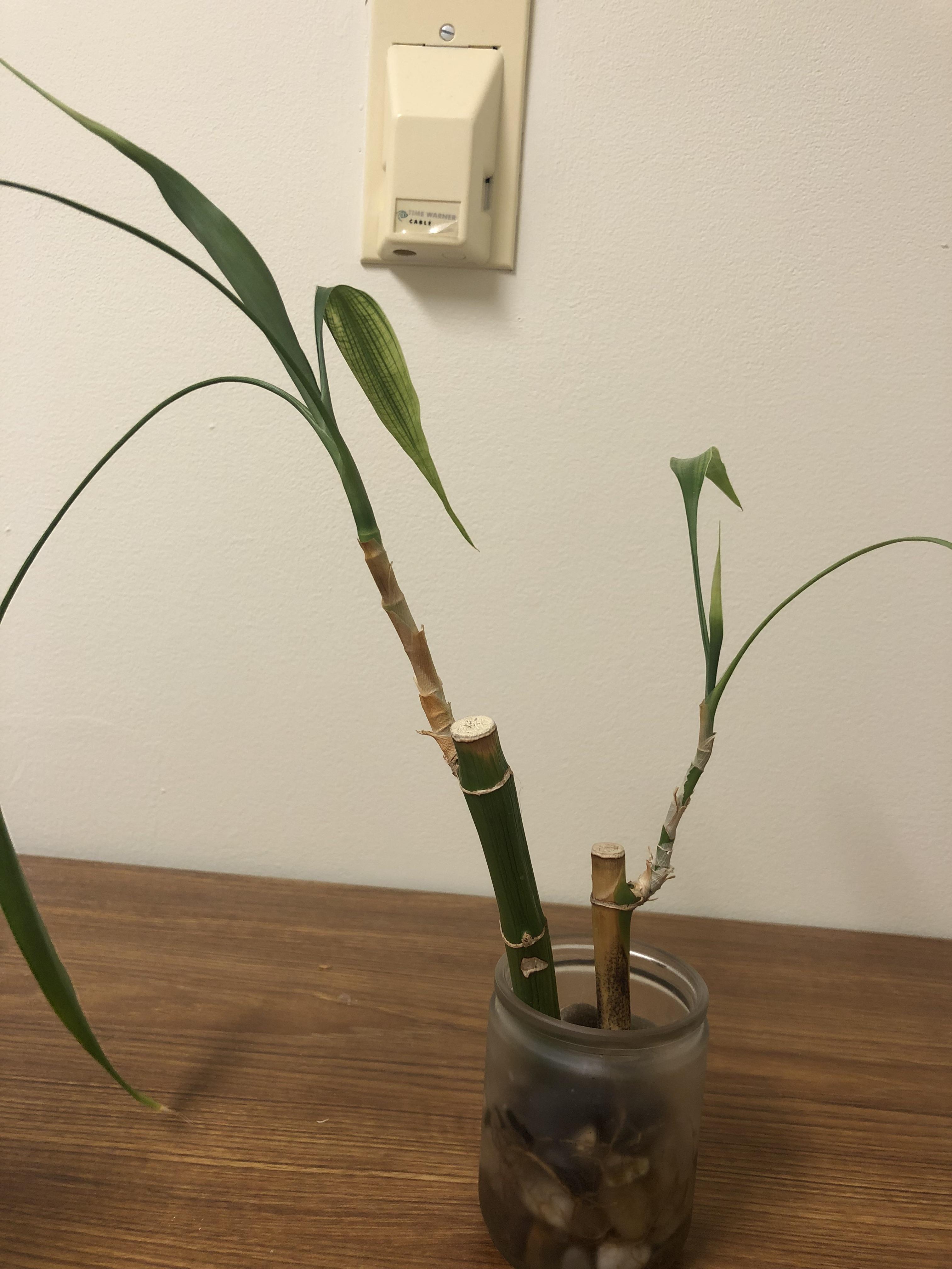 Is my bamboo plant dead? r/plants