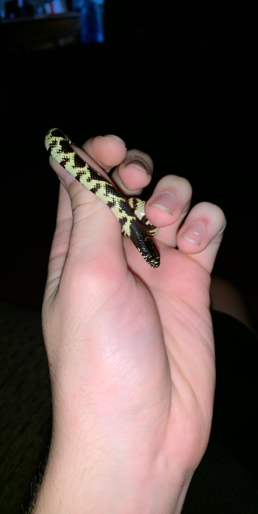 Picked up my first snake at an expo on Sunday, any tips for king snakes r/snakes
