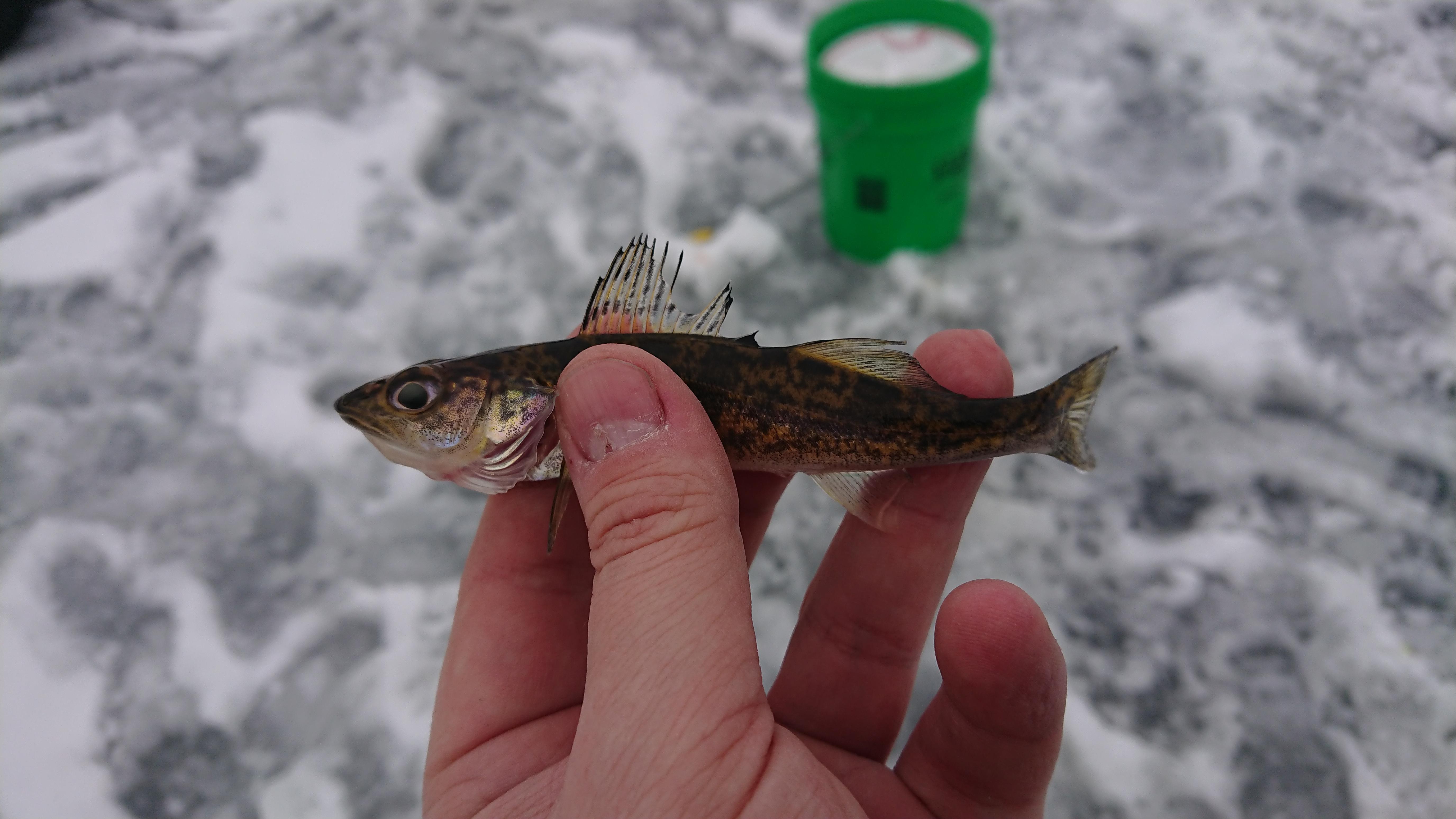 First Walleye of the Season r/IceFishing