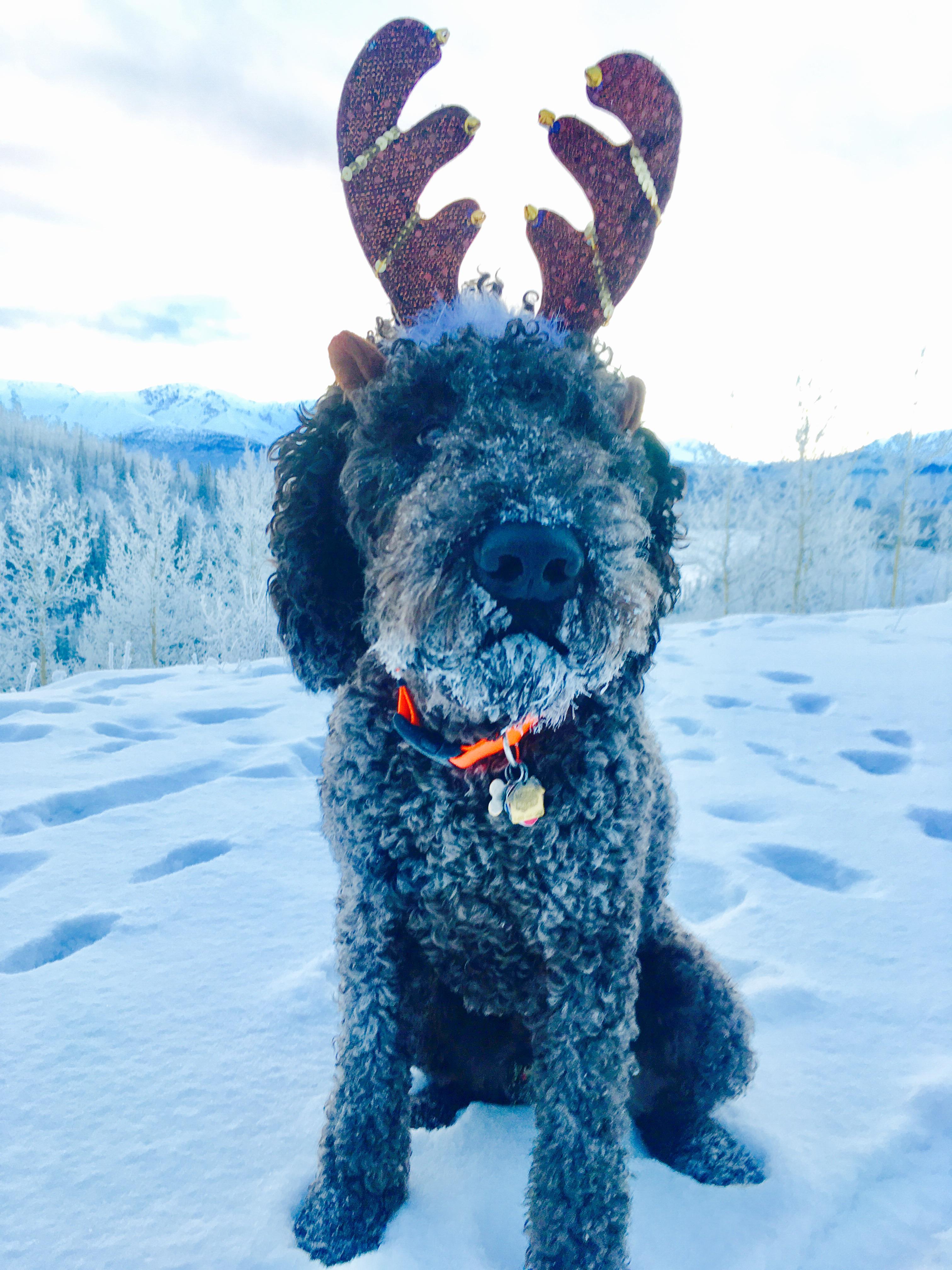 Dog groomer That can get him in right away. r/anchorage