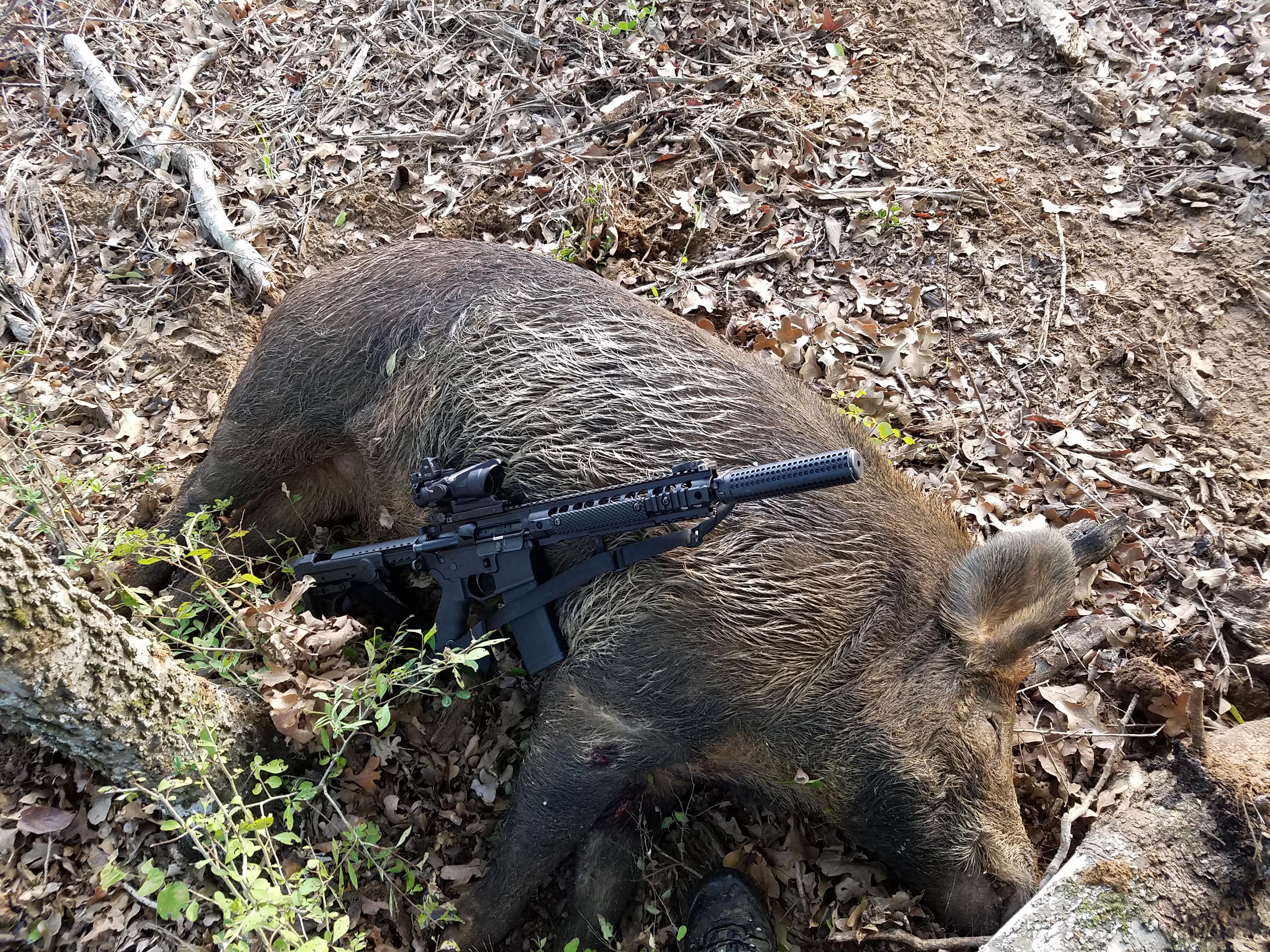 Texas pig hunt Hunting