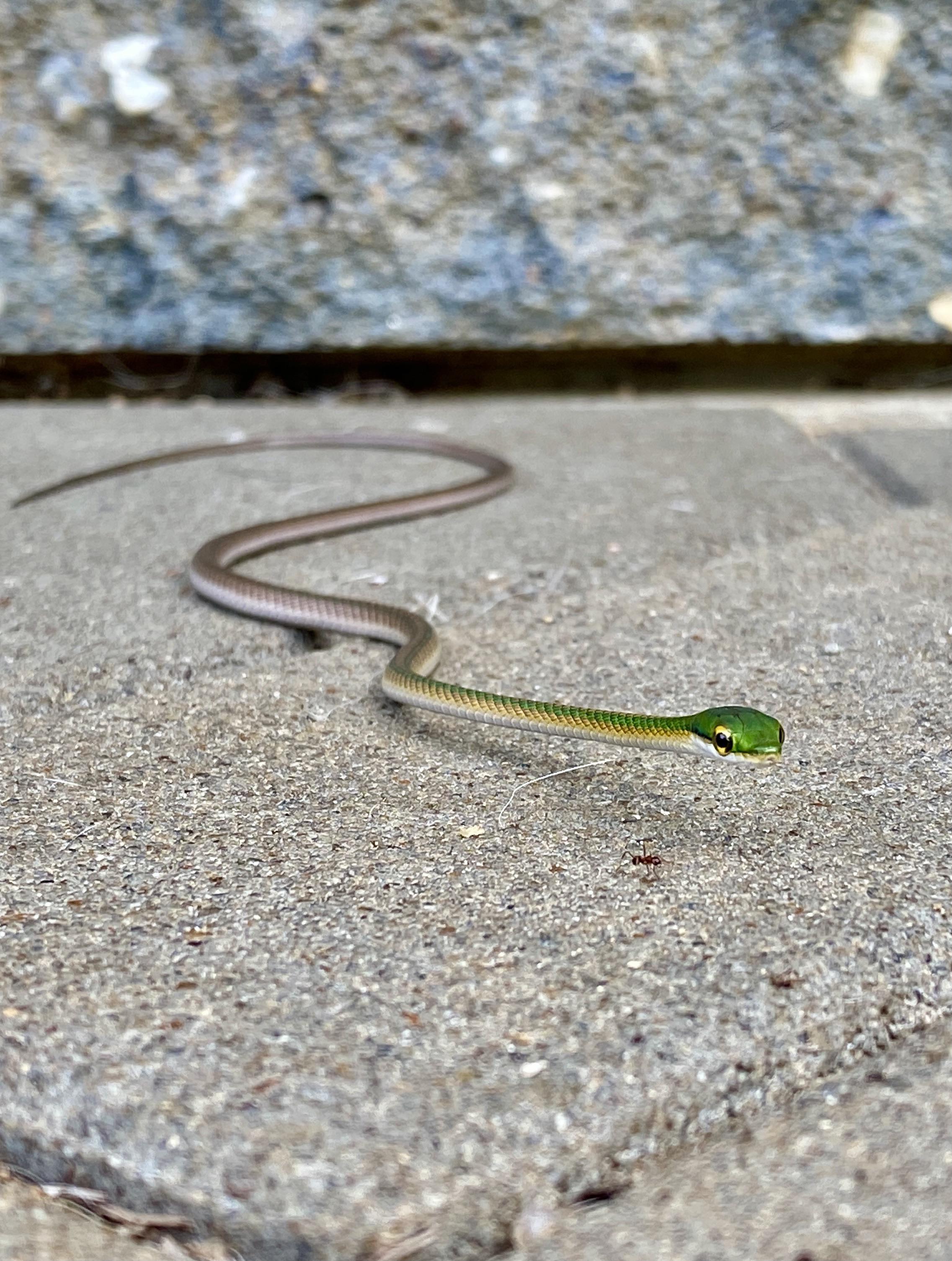 friendly snake came to me to say hello r/Sneks