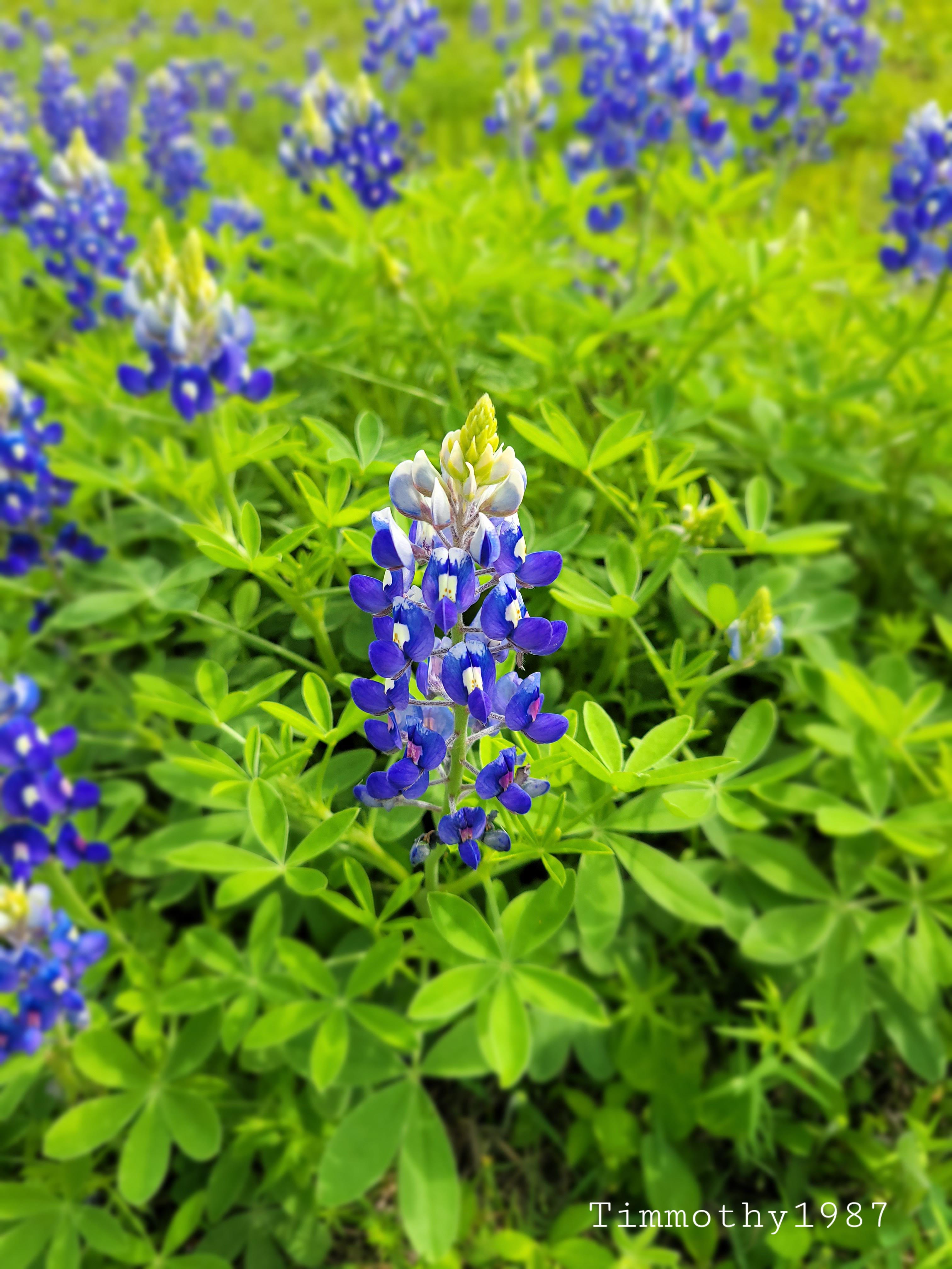 the official flower of the Lone Star State, Galveston Texas 03/30/2021 r/Wildflowers