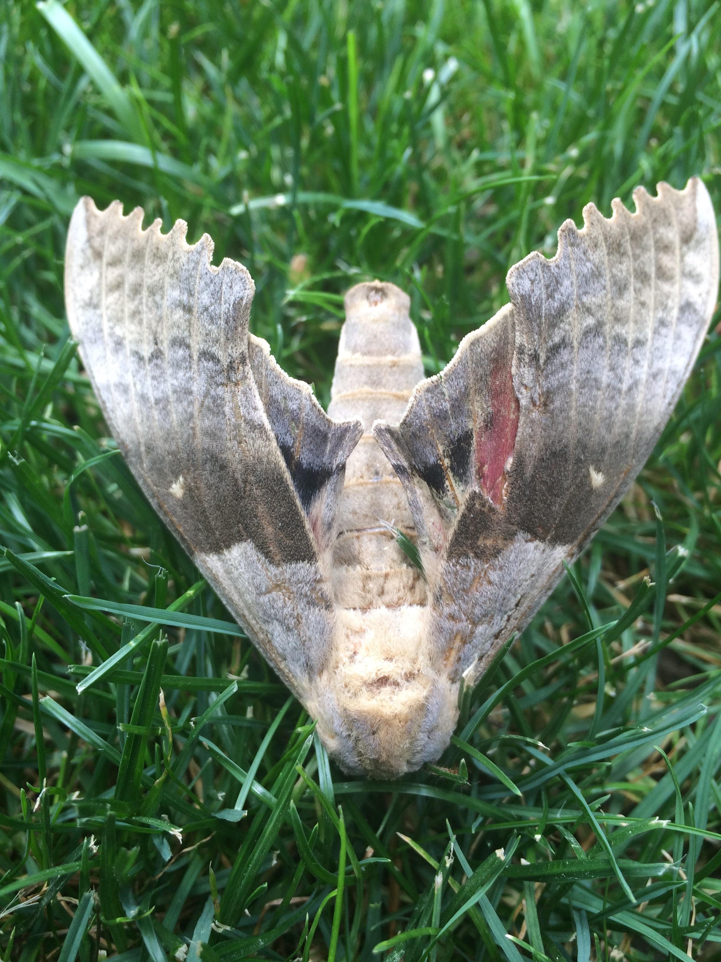 found this beautiful moth in my front yard, seems to only have one