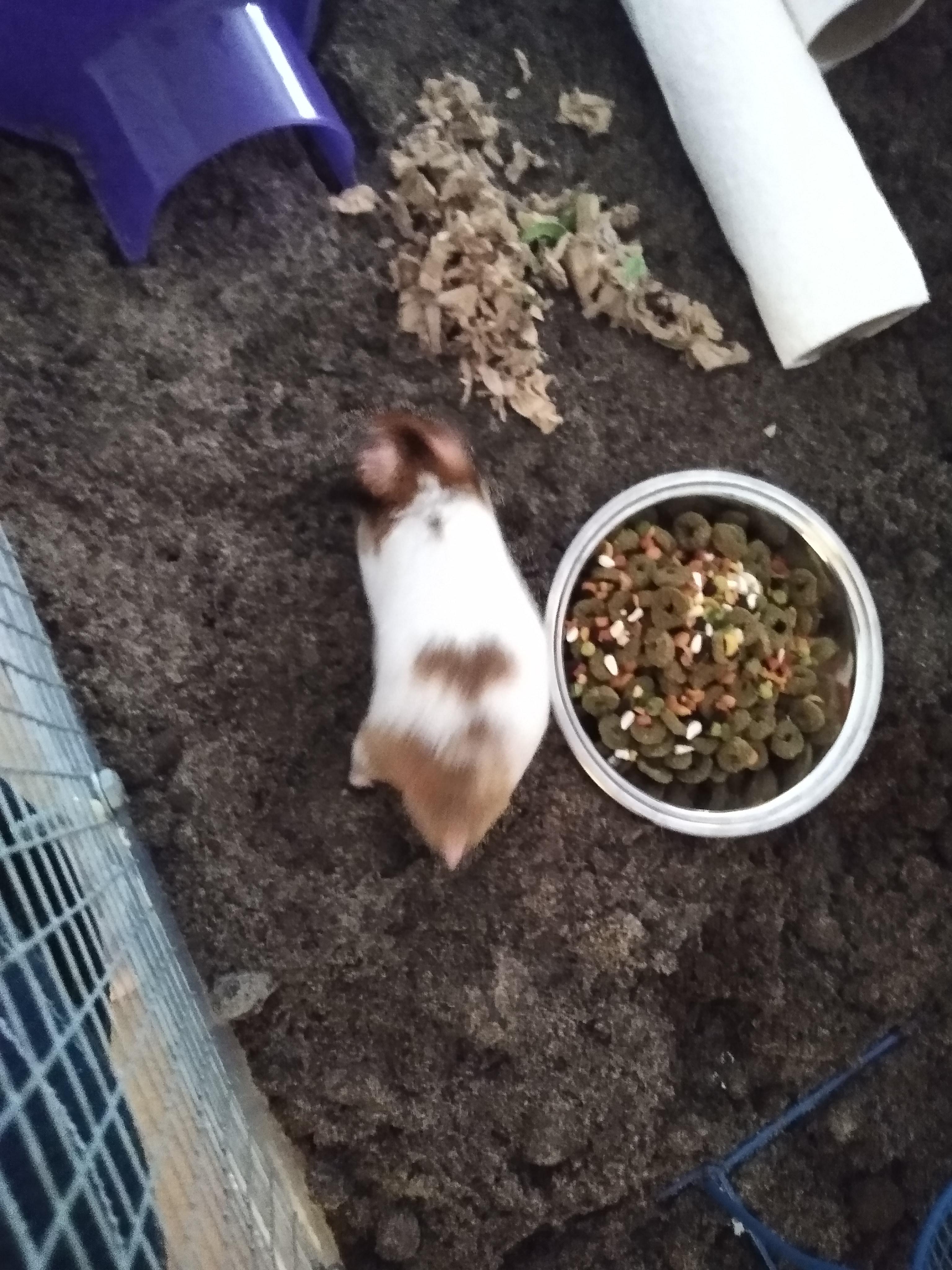 Meet my first ever hamster, Tiberius! His substrate is dirt mixed with