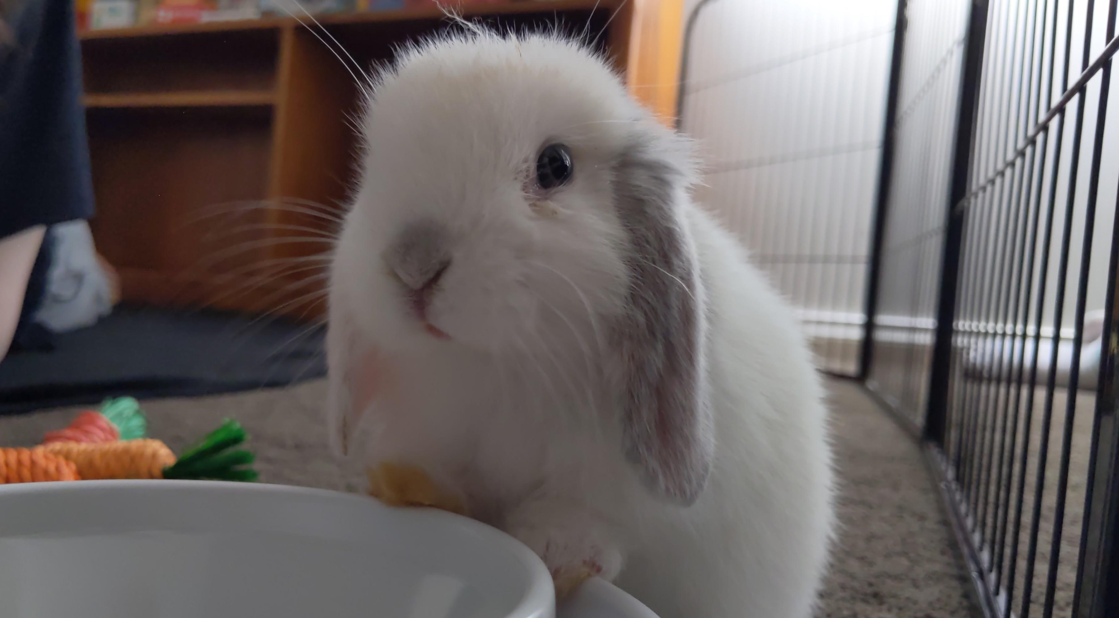 Meet Sesame, she likes knocking over mini bowling pins and peeing in