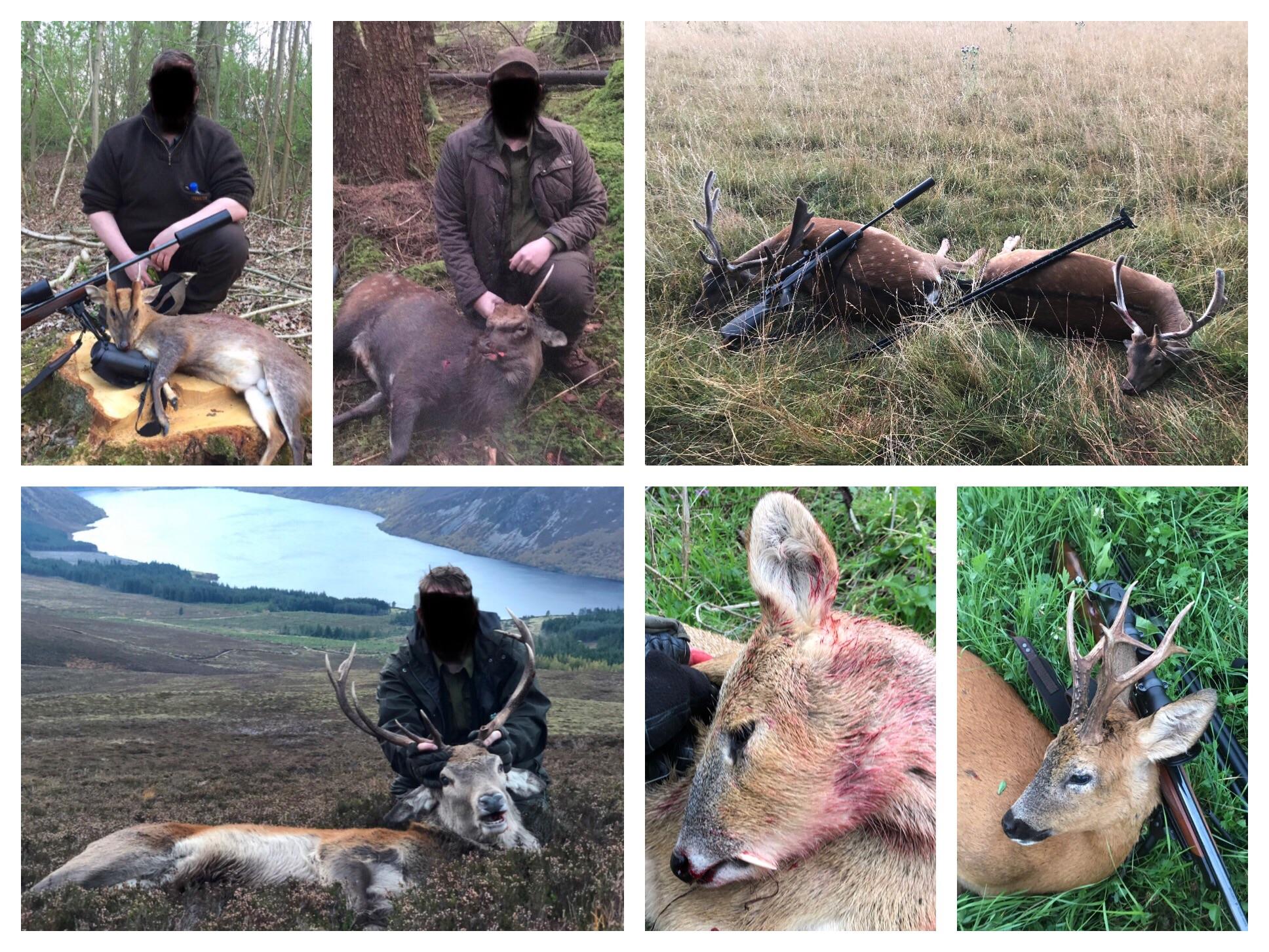 UK Deer Species r/Hunting