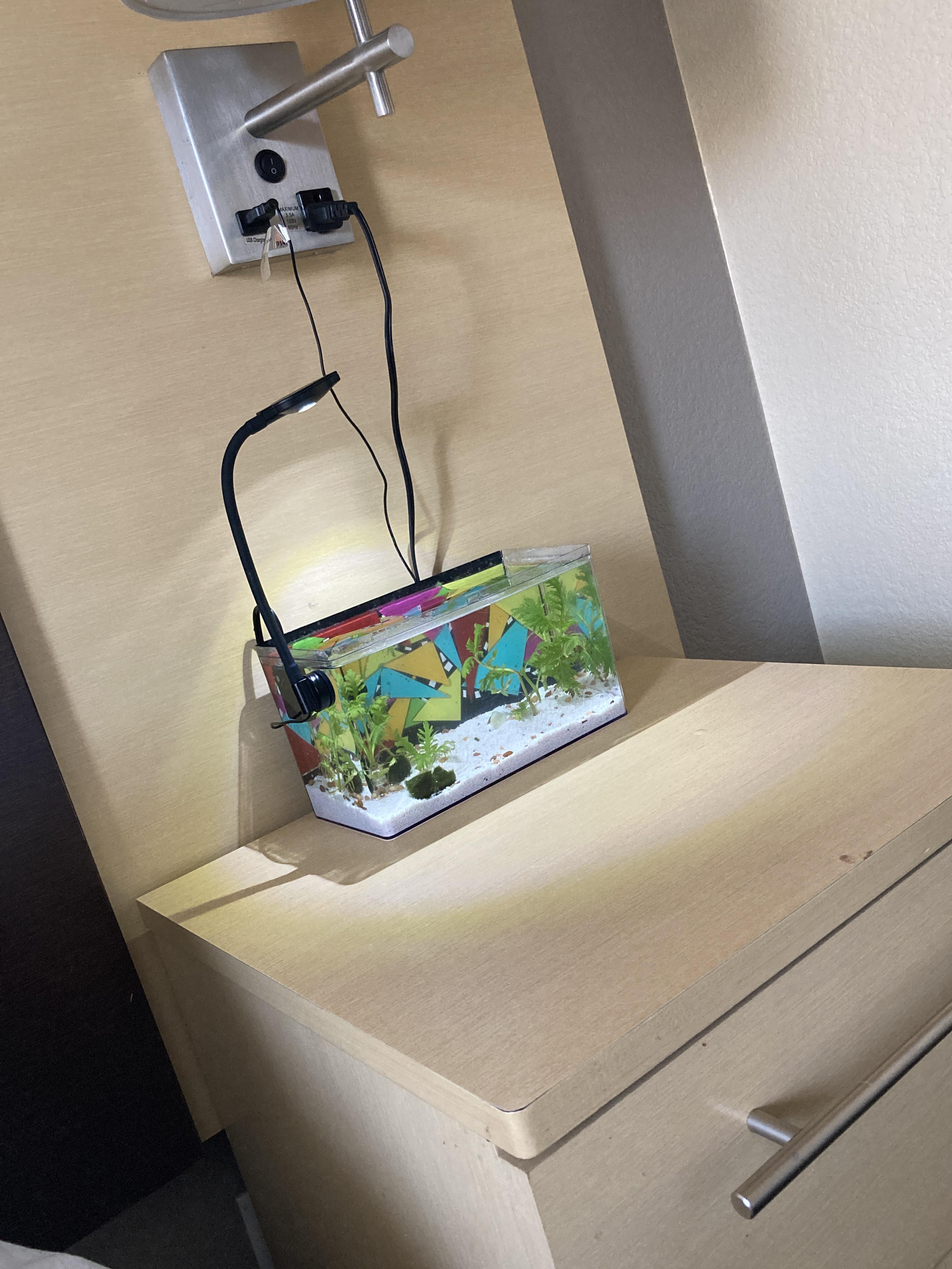 even though i know this is enough for these shrimp, im going to make a