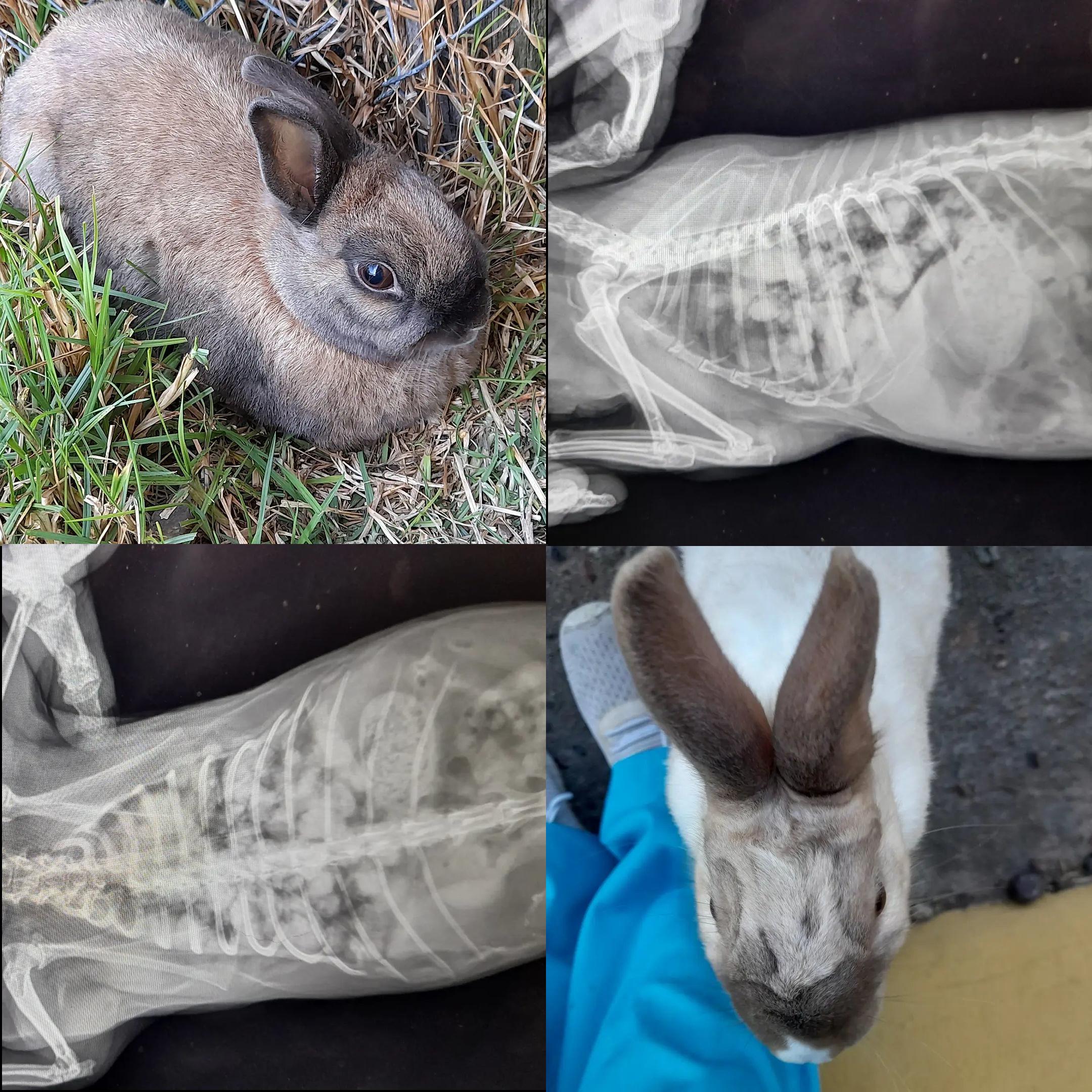 "Binky free Dolly. You were loved. Stop vaping close to your pets 💔💔