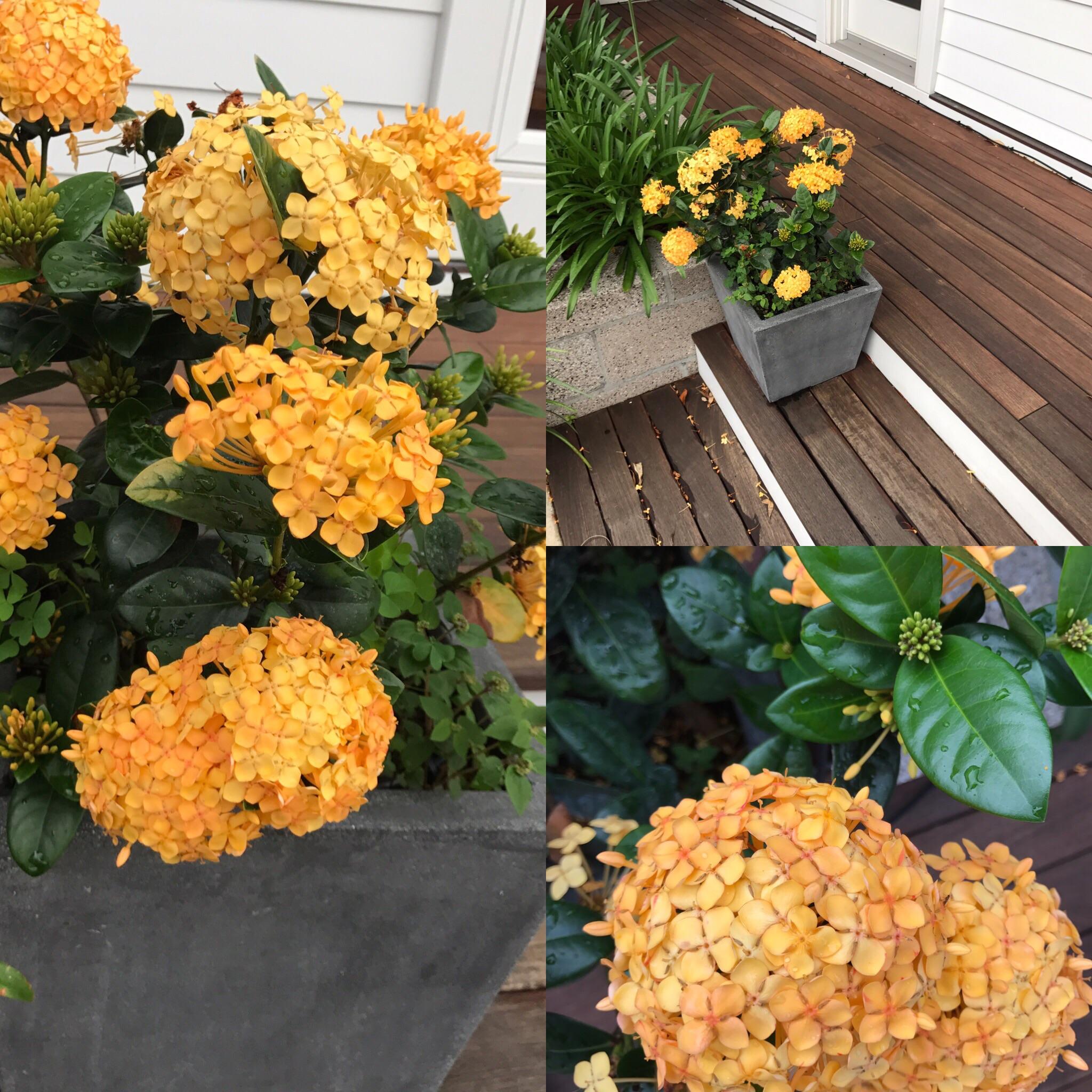 1012 best Zone 8 images on Pholder Whatsthisplant, Gardening and No Lawns