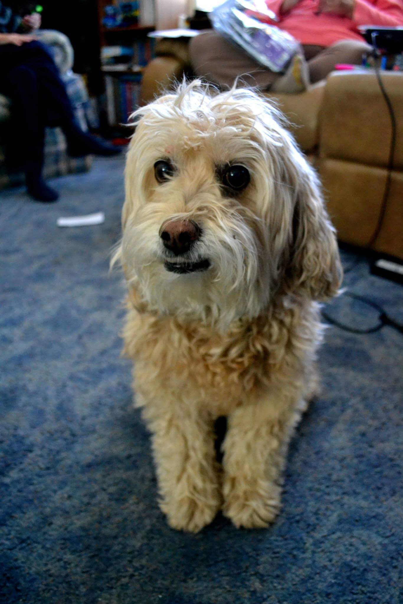 [REQ] Realistic artist to draw/paint my dog (details in comments) r