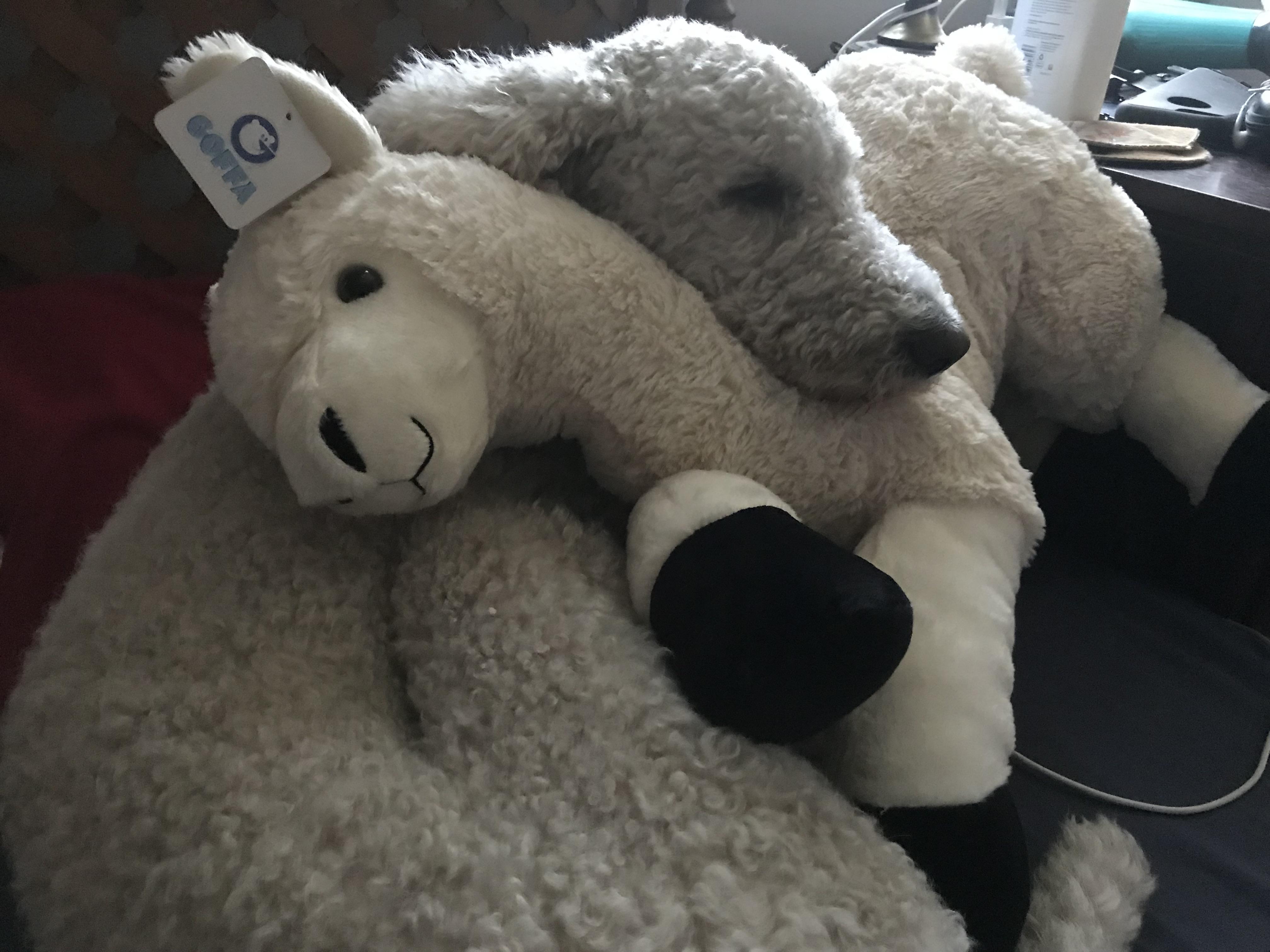 Leia is obsessed with stuffed animals r/poodles