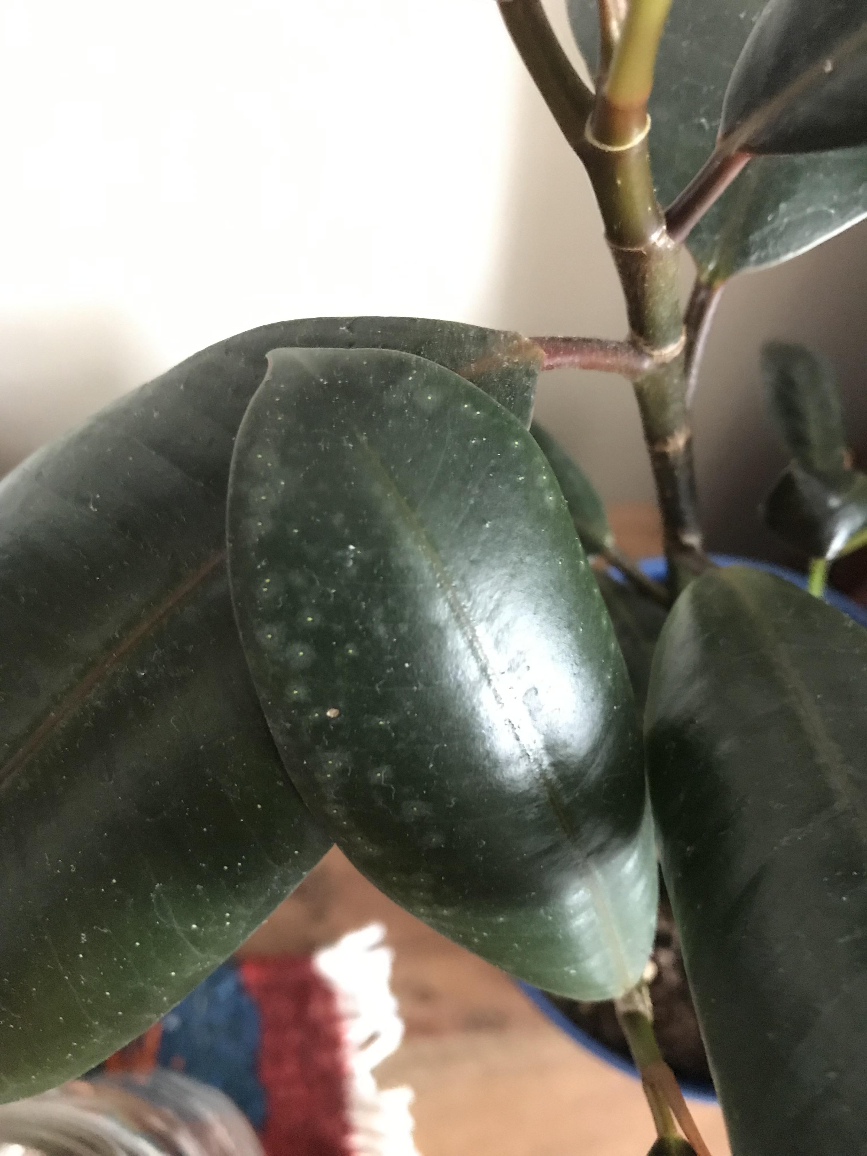 white spots on my rubber plant? r/plantclinic