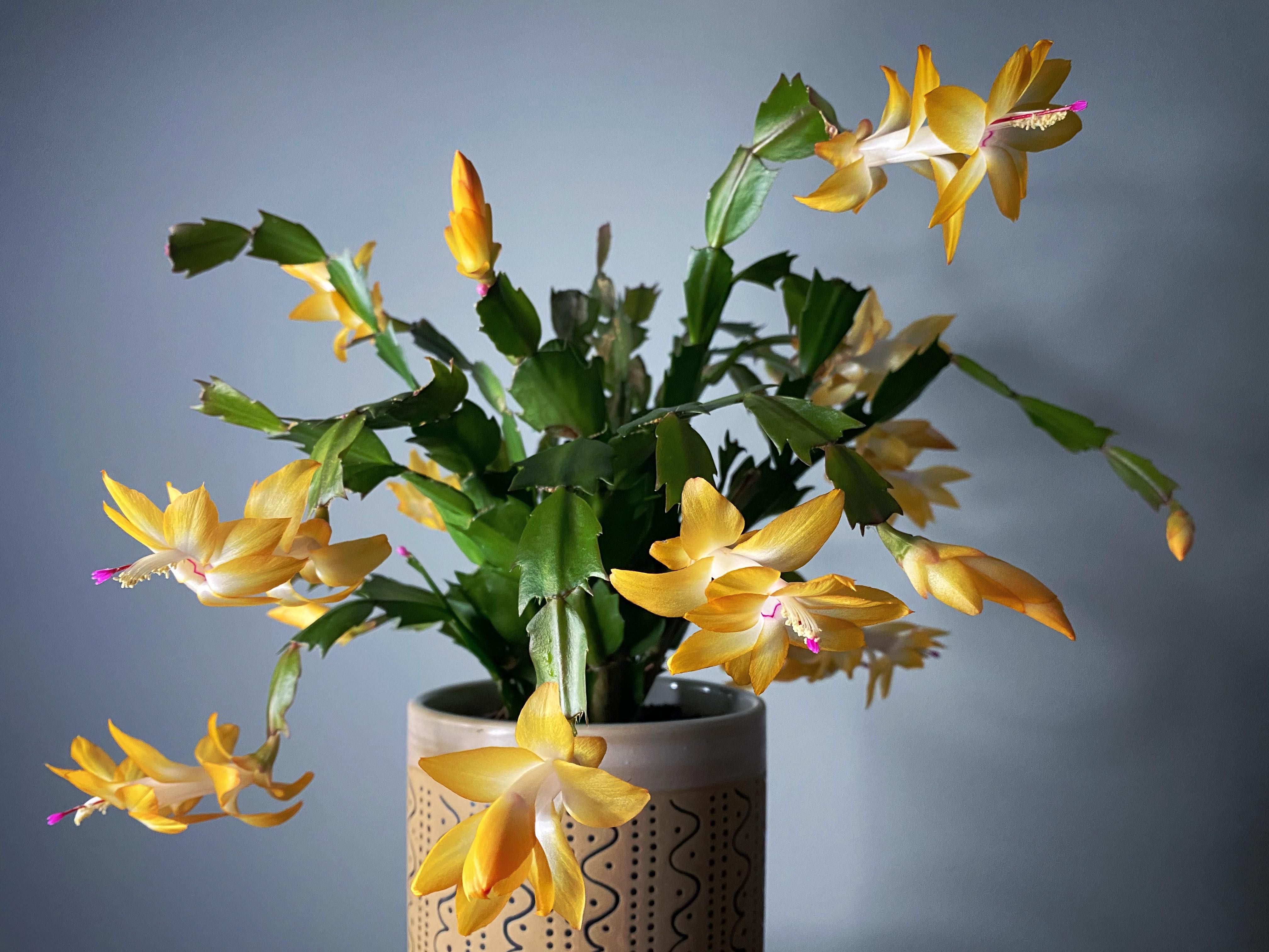 My Holiday / Thanksgiving Cactus (Schlumbergera truncata) with yellow