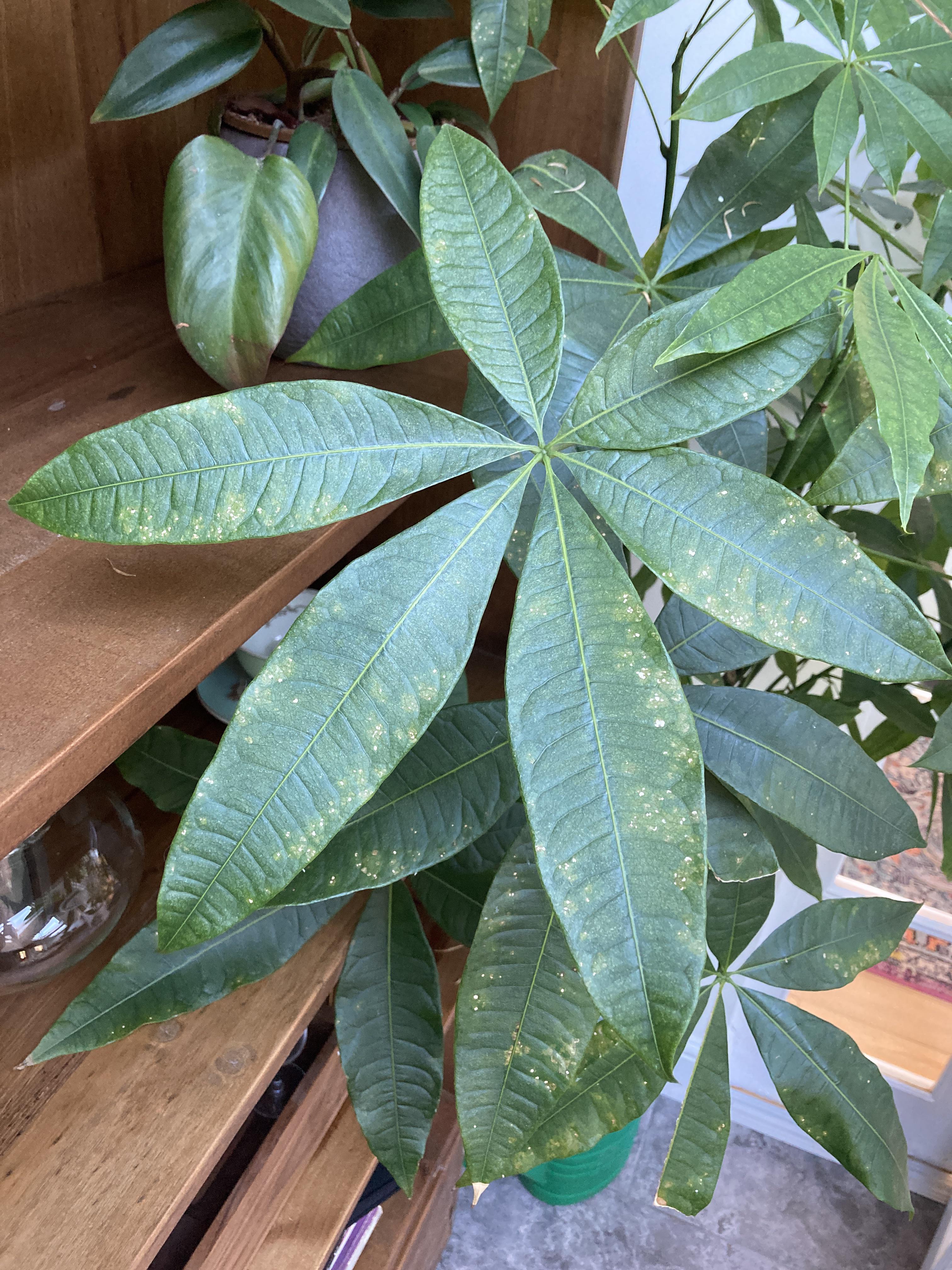 What is the matter with my umbrella plant? The spots aren’t raised but look like dead or dying