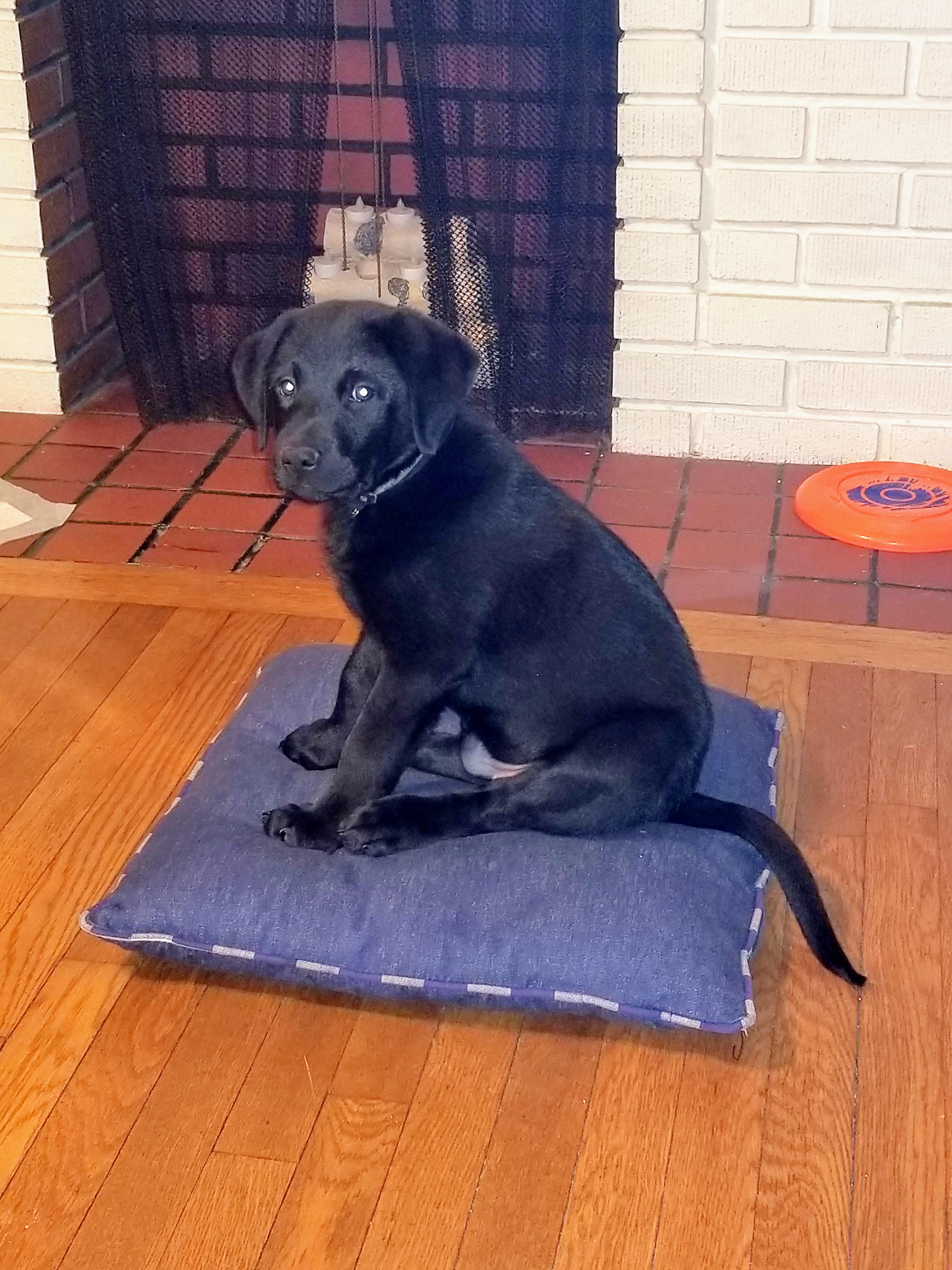 My son has been asking for a puppy for years but we lived in apartments