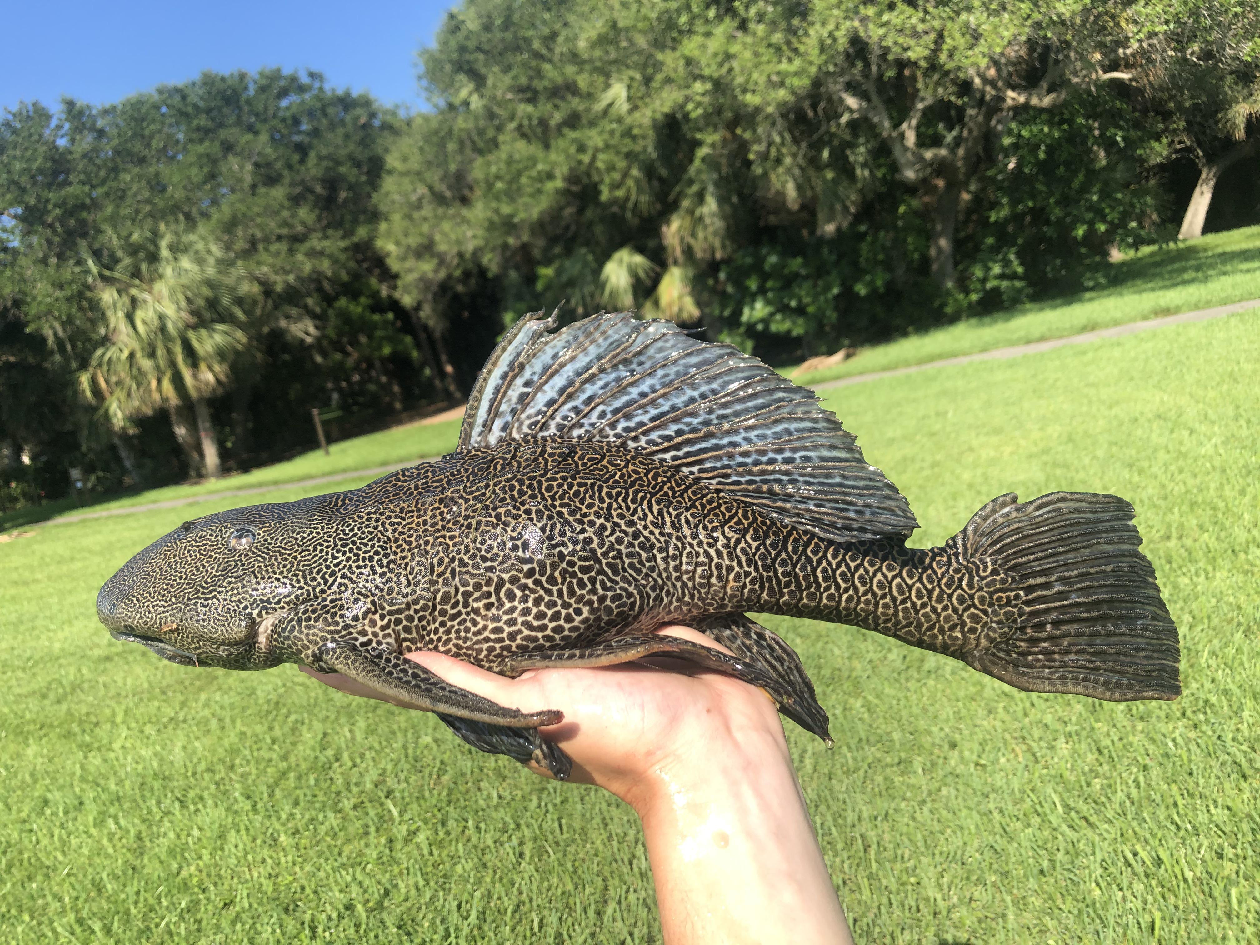 is this a sailfin catfish or vermiculated. ?from florida thanks r