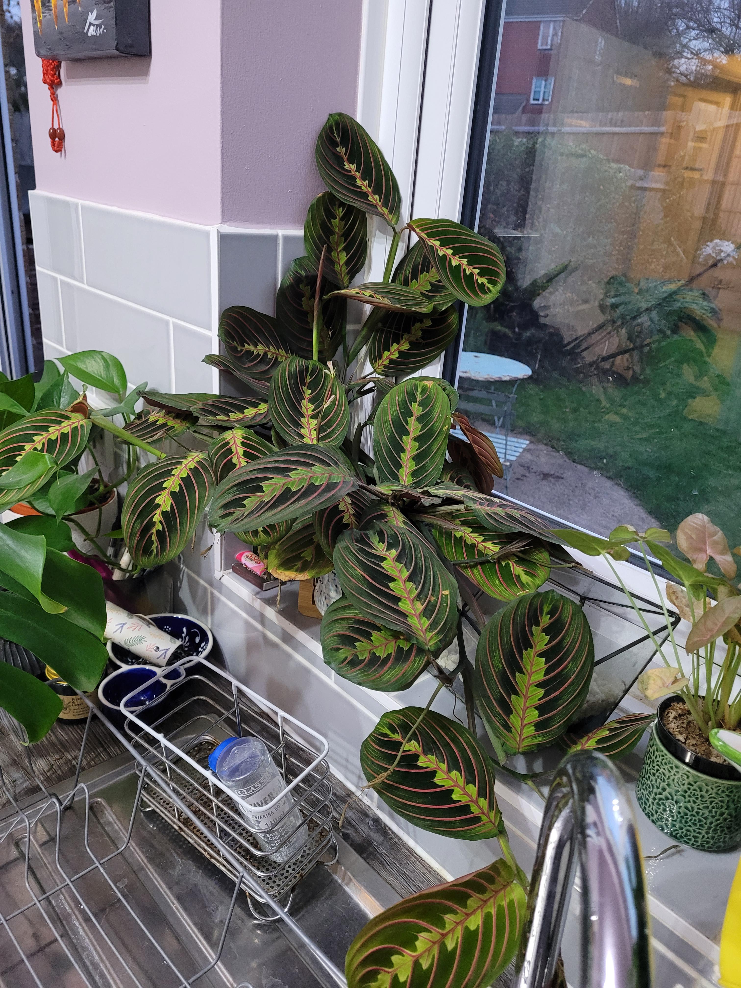 I love my prayer plant, but does anyone know why it's growing sideways