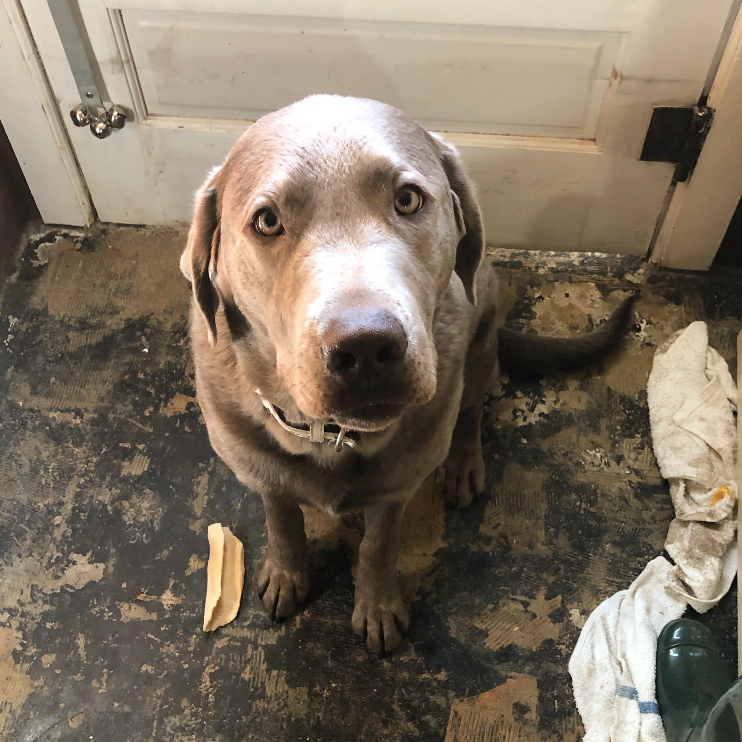 When it’s time to eat, Dewey tries to look as cute as possible while