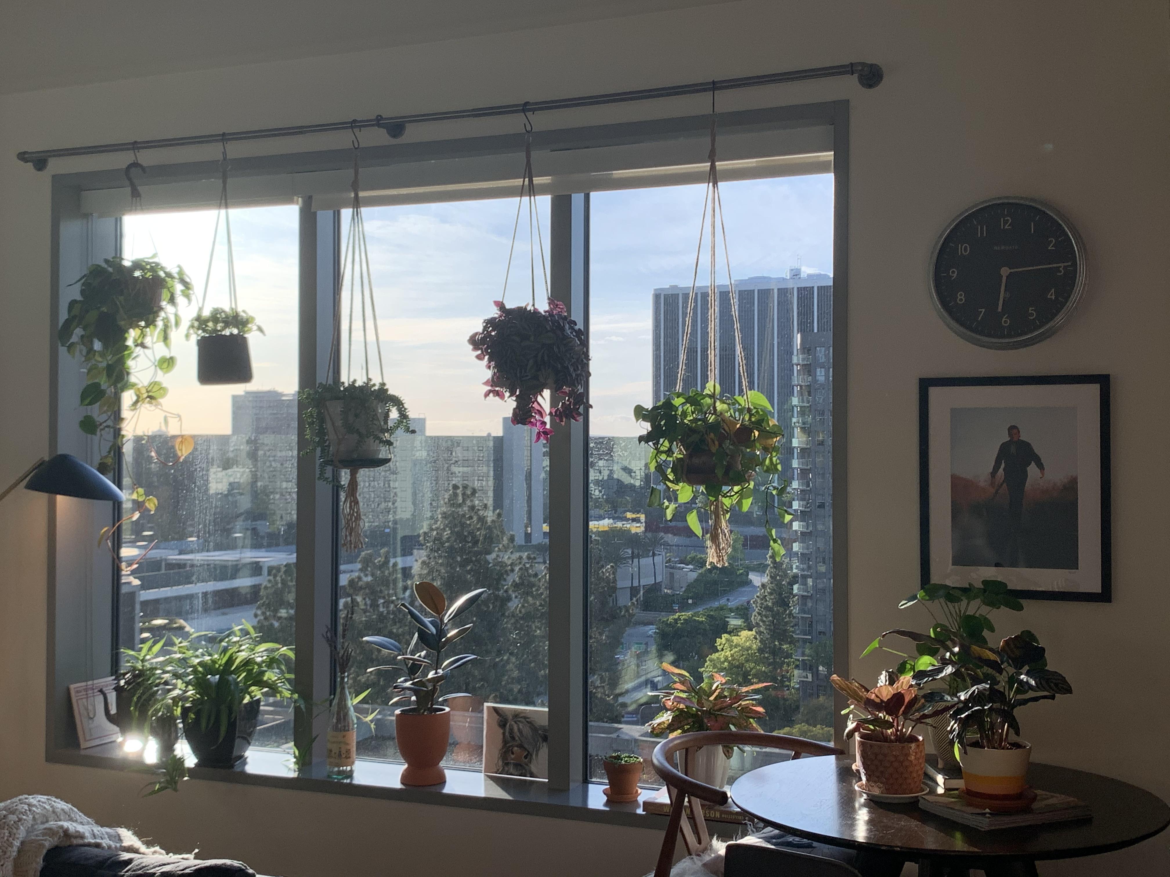 Finally got around to installing the curtain rod to hang my plants!! r/houseplants