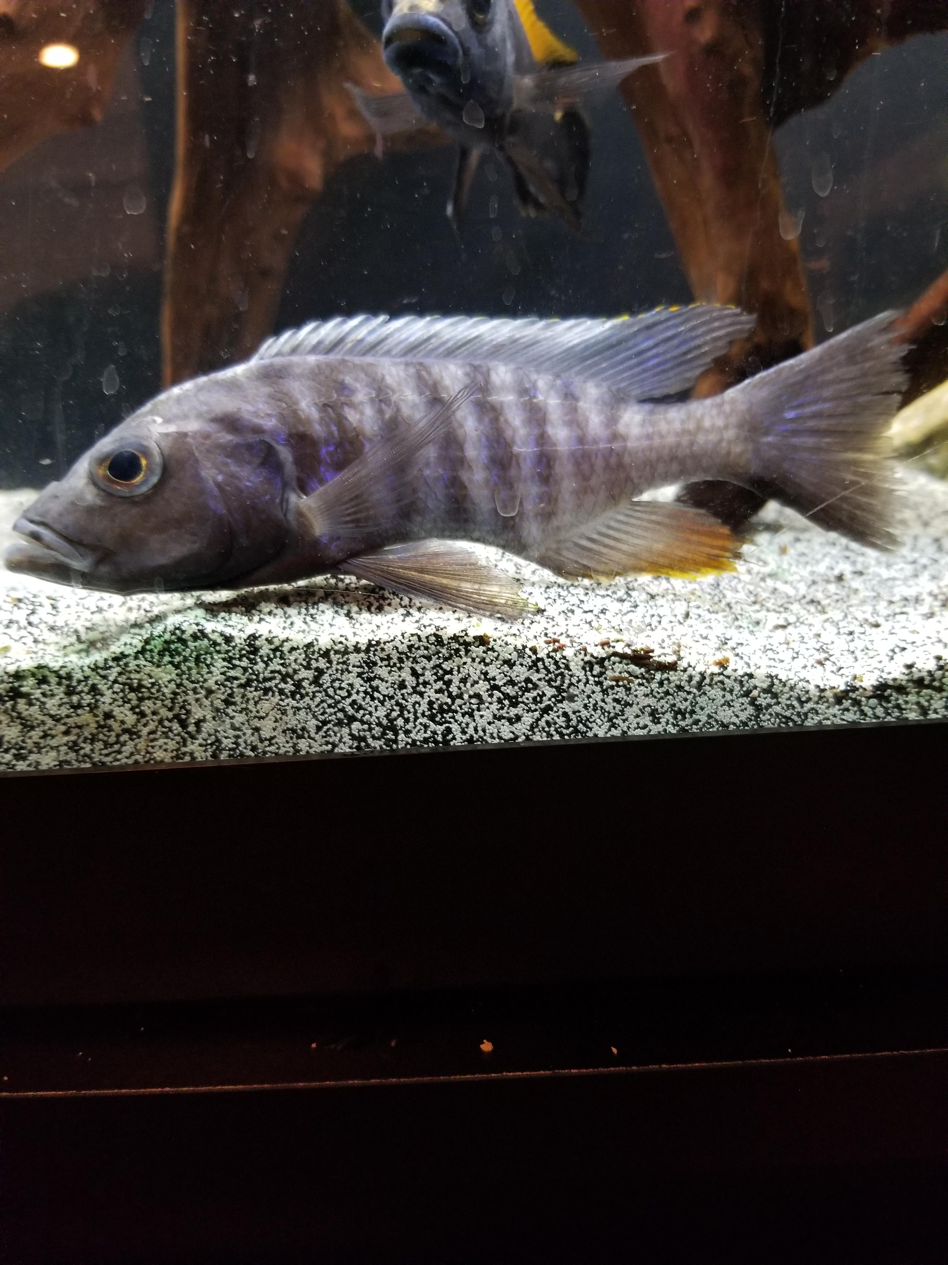 Sunken belly help. Not sure what to do. r/AfricanCichlids