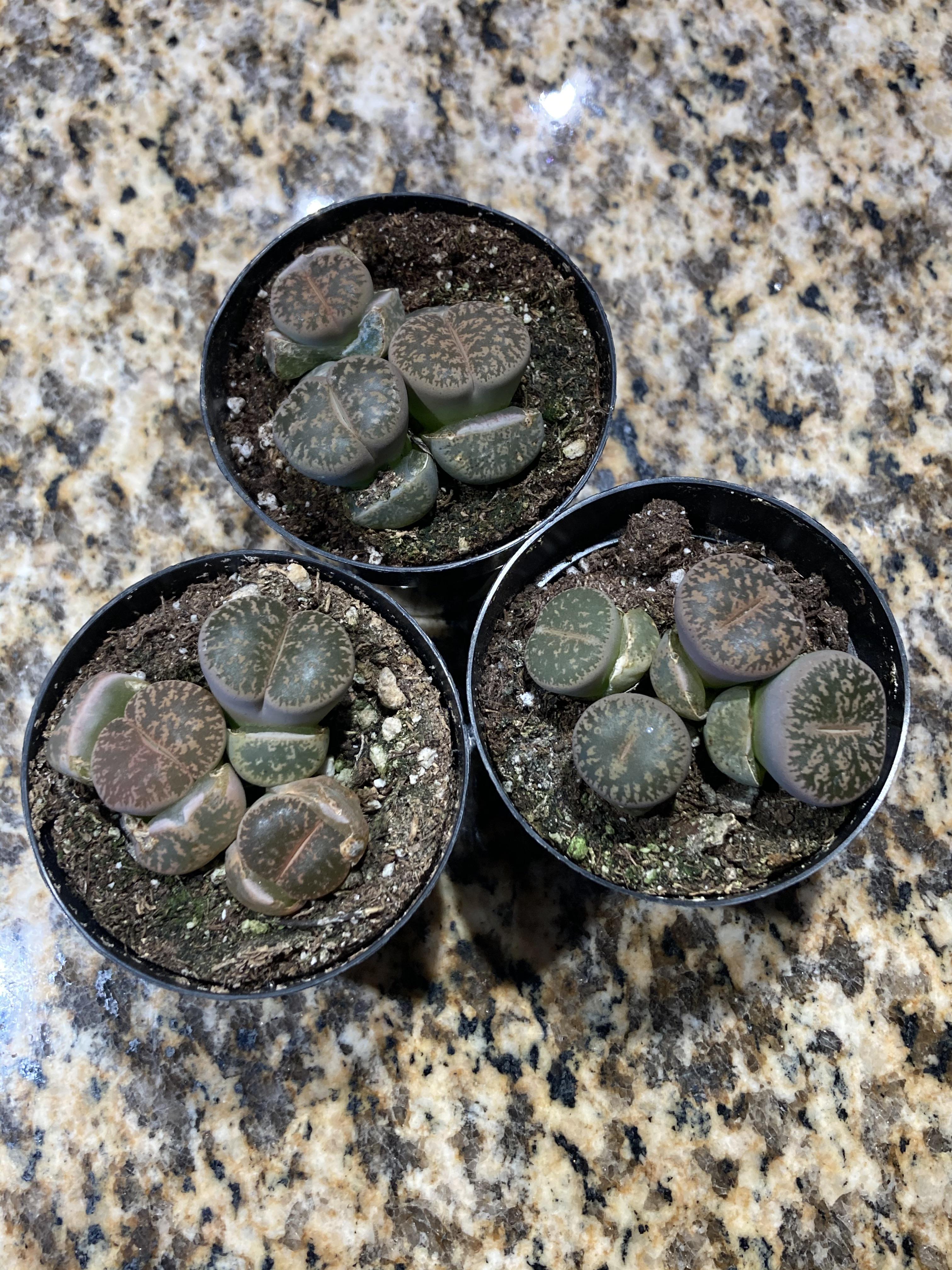 I want to replant them deep, what should I do about the split bottoms