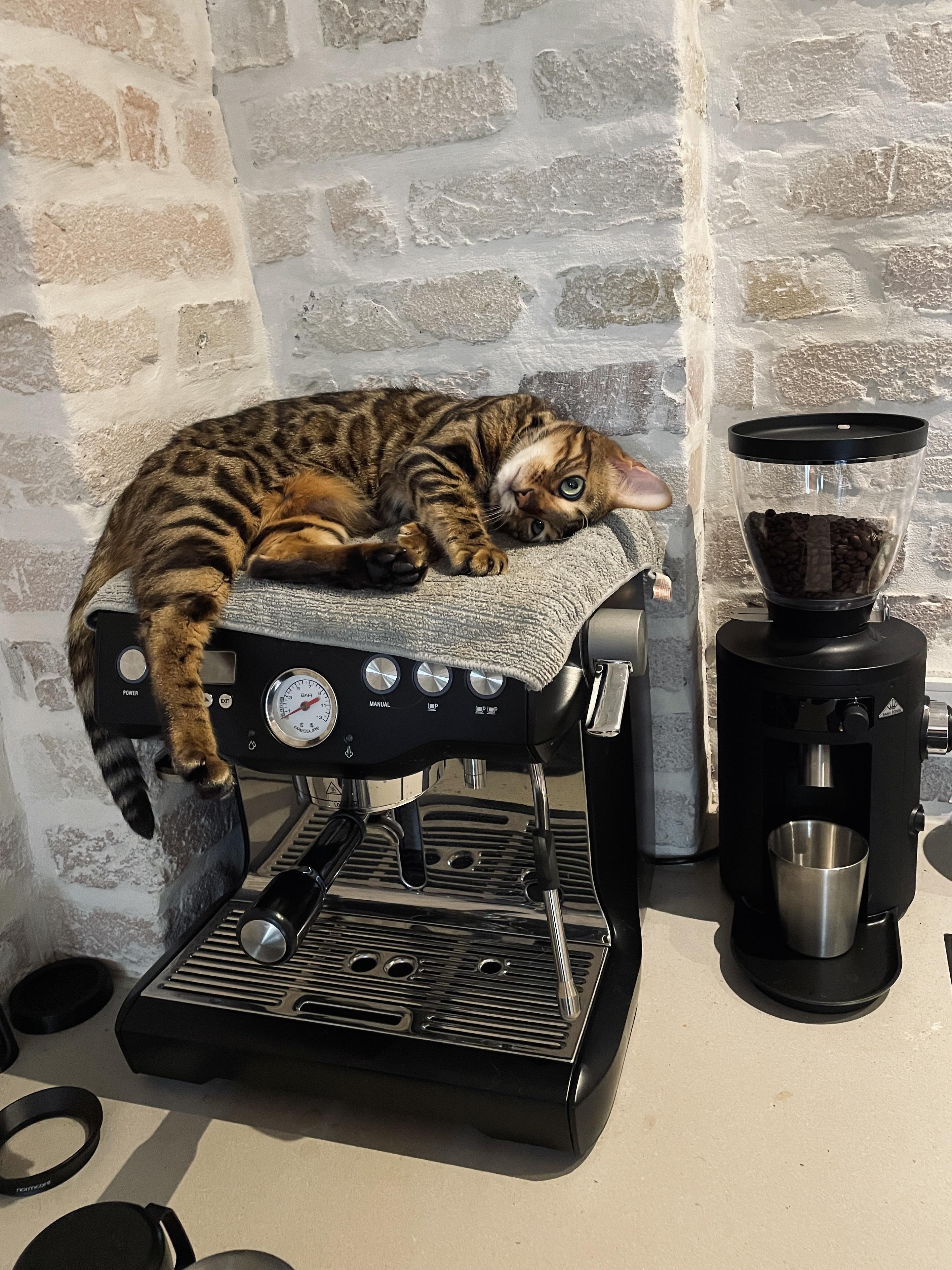 Best Breville Posts Reddit