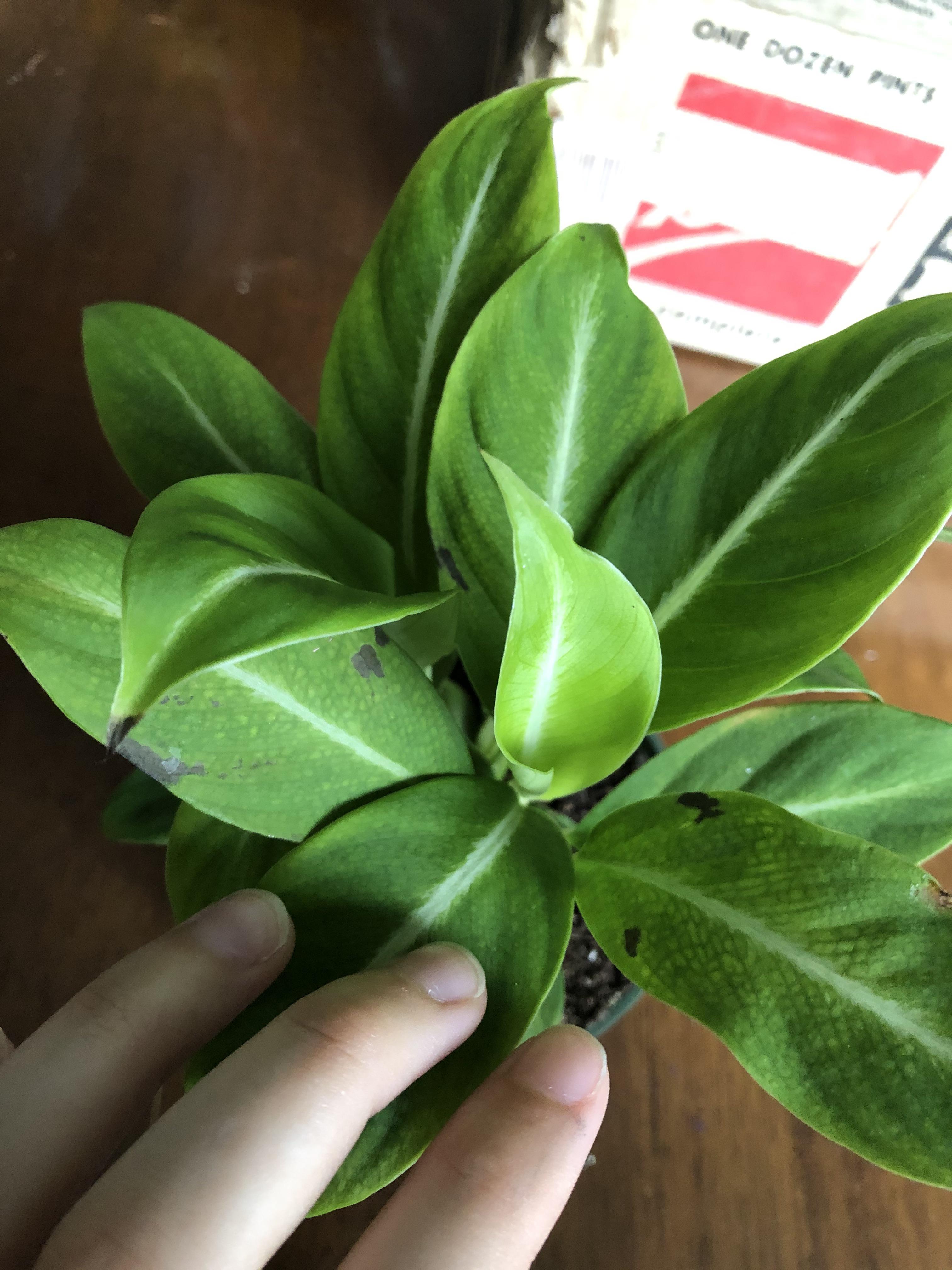 Black spots on peace lily r/plantclinic