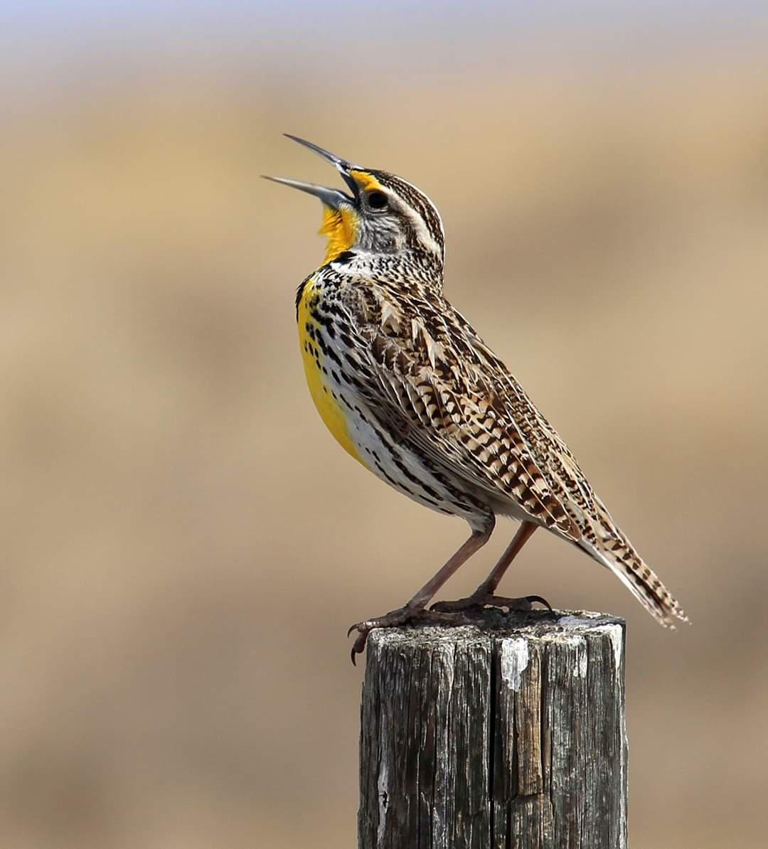 Western meadowlark. Colorado USA r/birding
