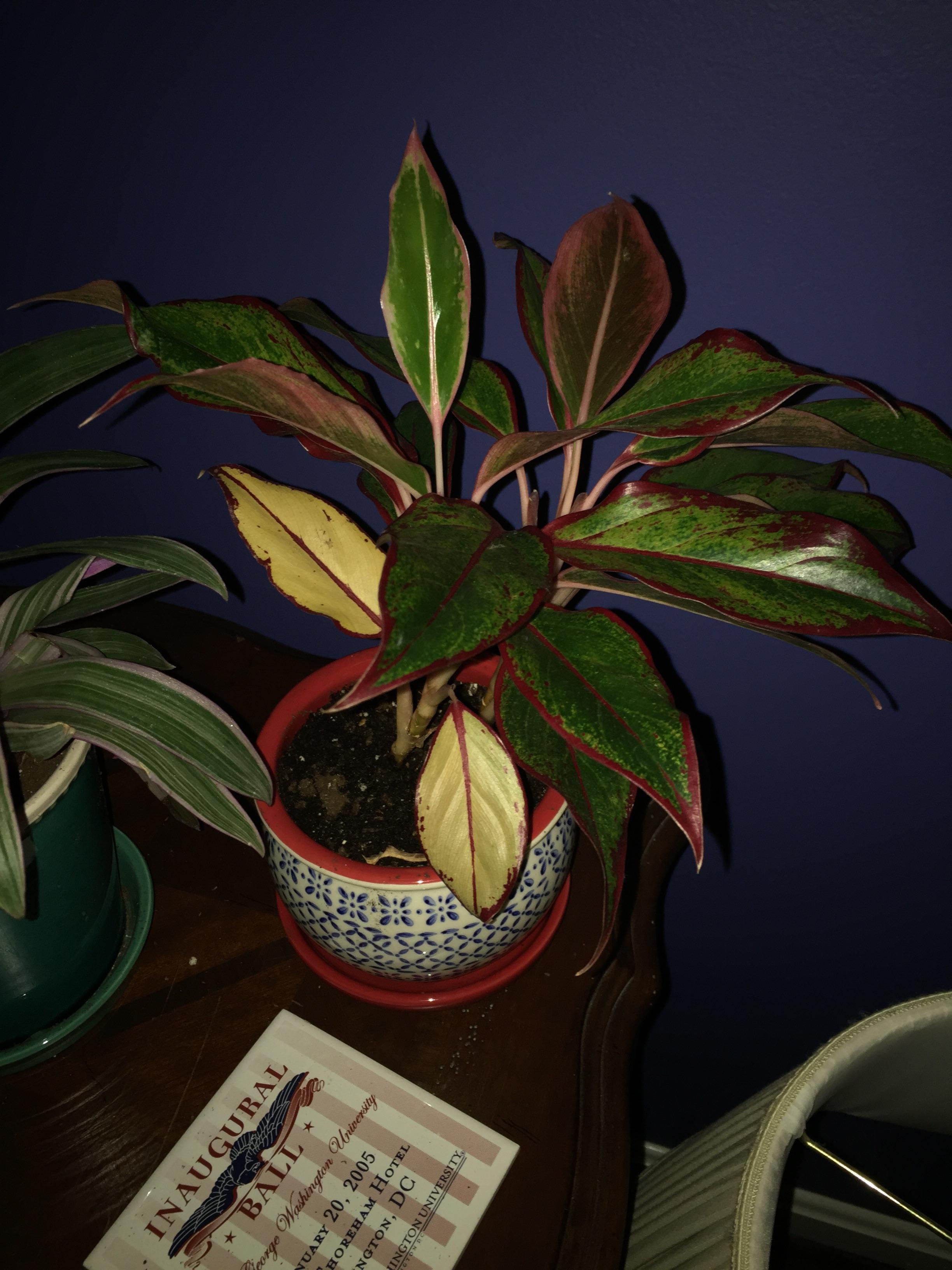 Please help! Why are my Chinese evergreen leaves yellow? r/houseplants