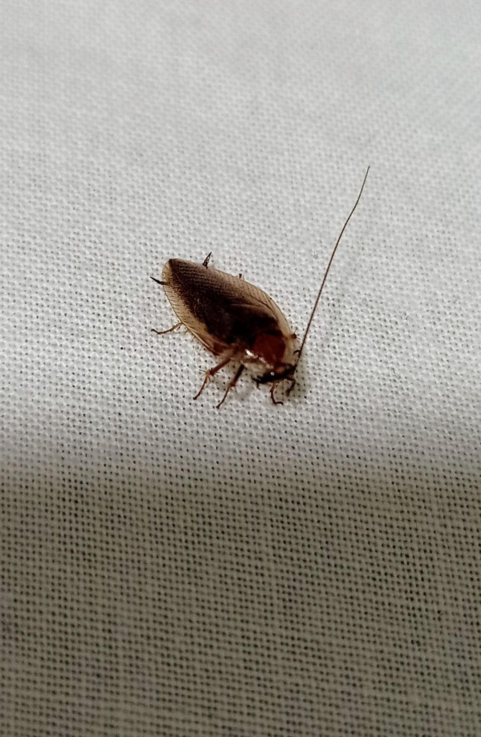Is this an actual cockroach? It's flying 😱 : r/insects