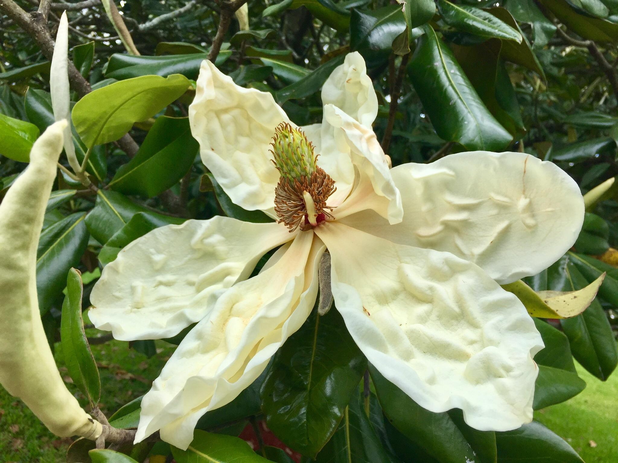 What type of Magnolia is this? All the petals look like they need to be