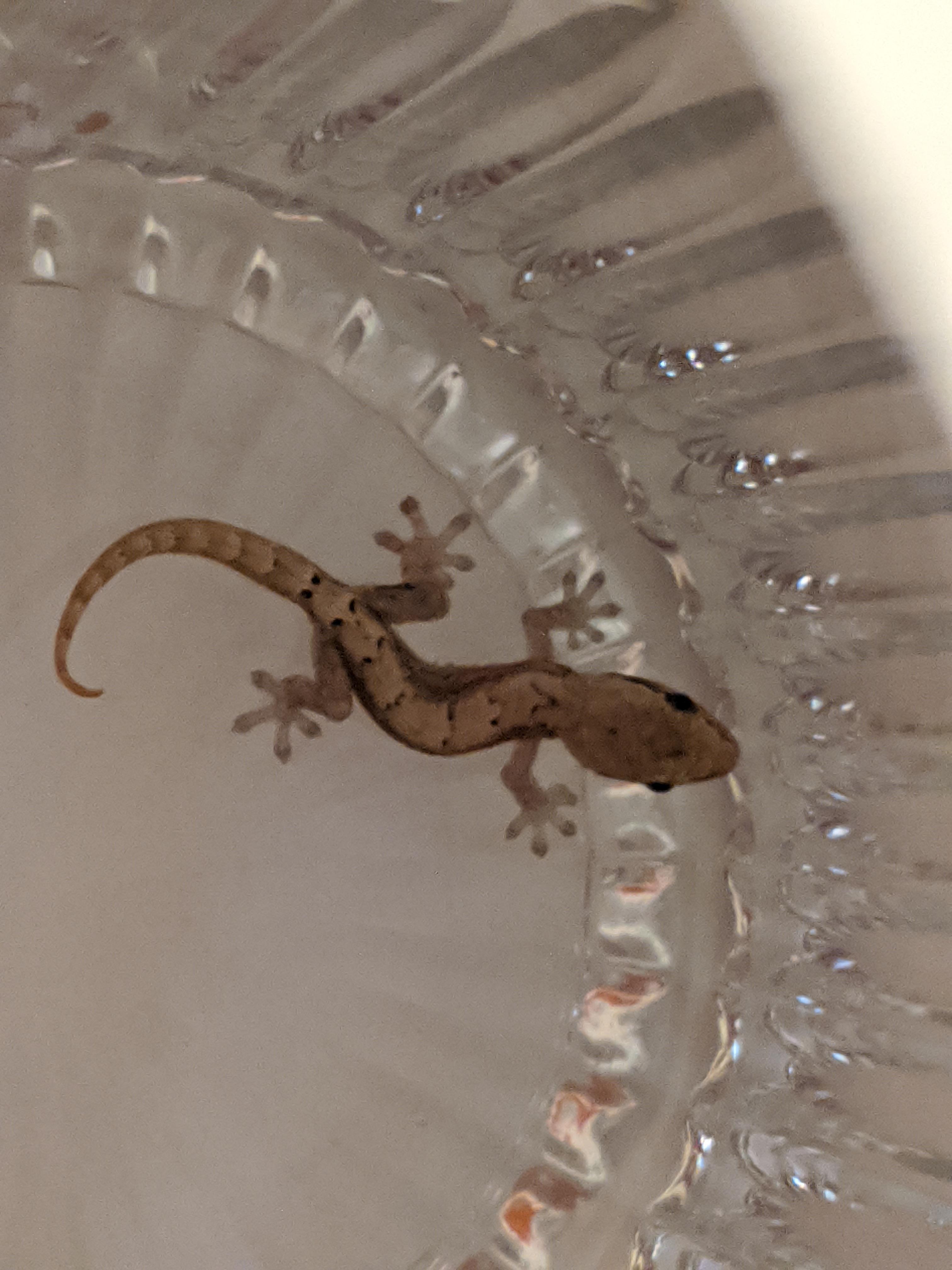Found this little guy in my shower in Kaua'i, HI. I think it's a