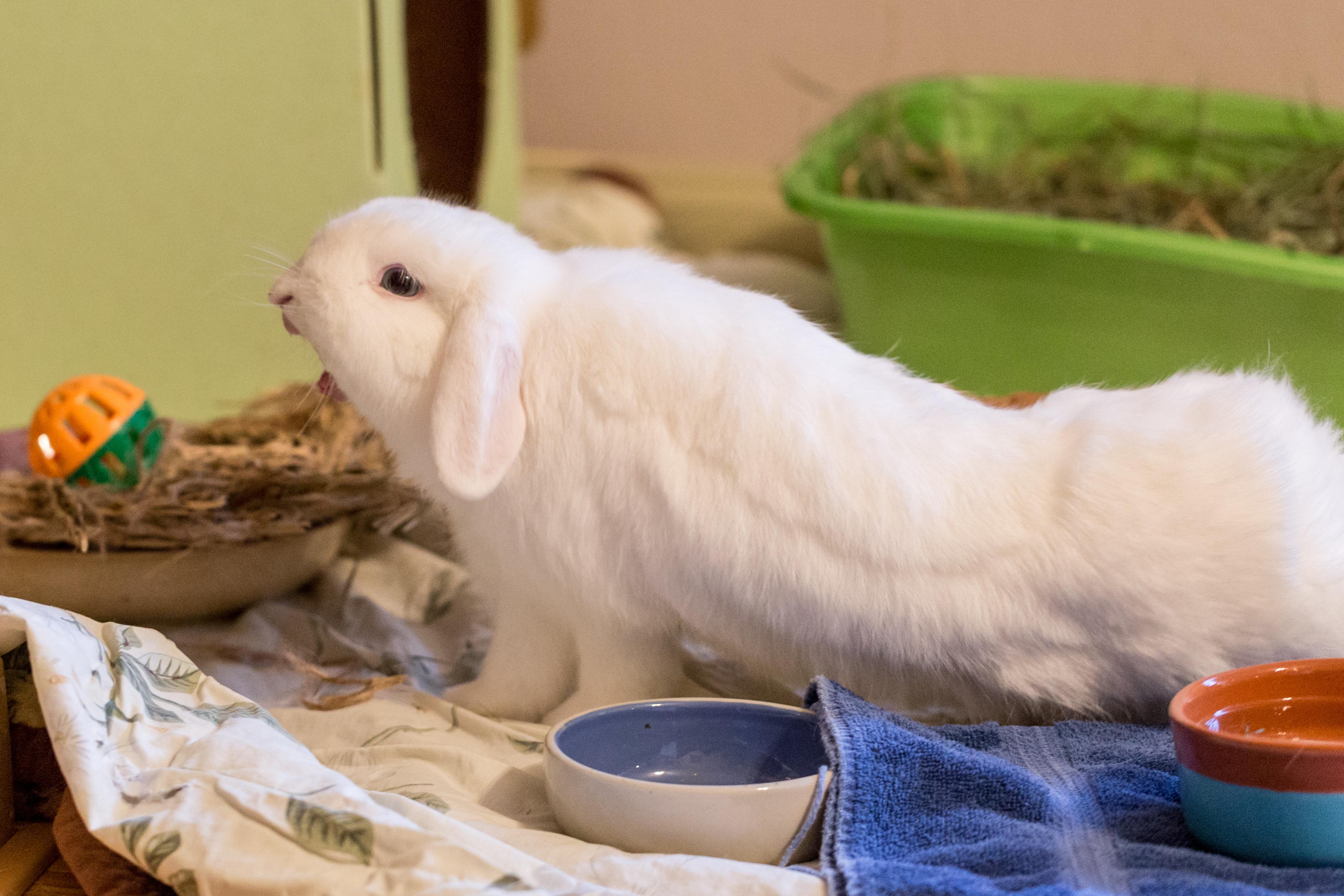 Chamomile's face when I told her the long weekend is over Rabbits