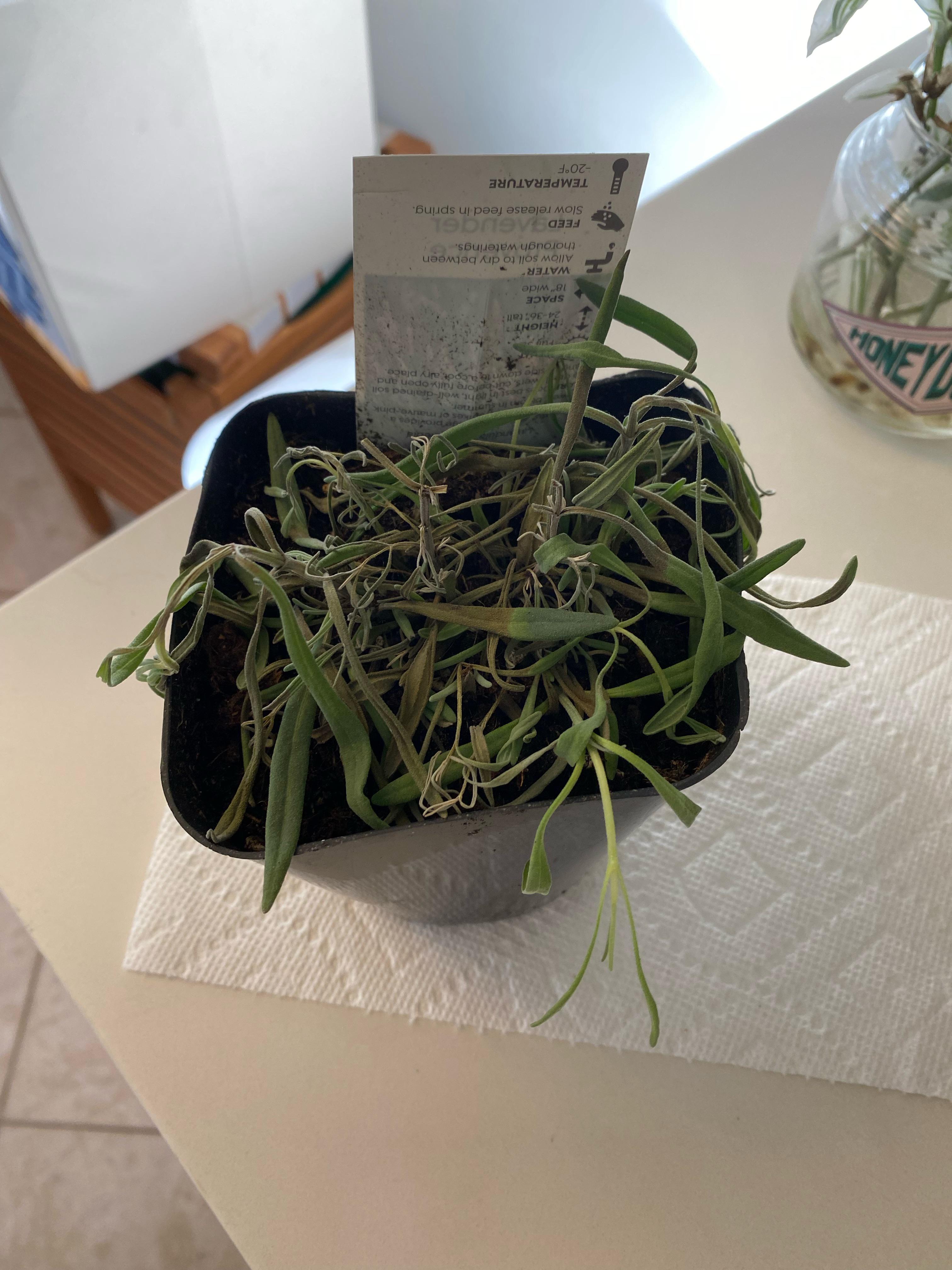 Did my lavender get too much Sun? Too much water? It’s rapidly