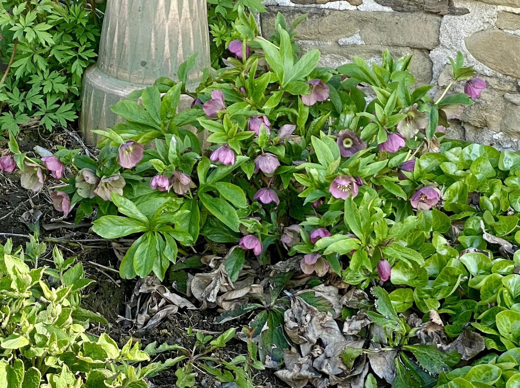 What is this purpleflowered plant, found in Wooster Ohio? r