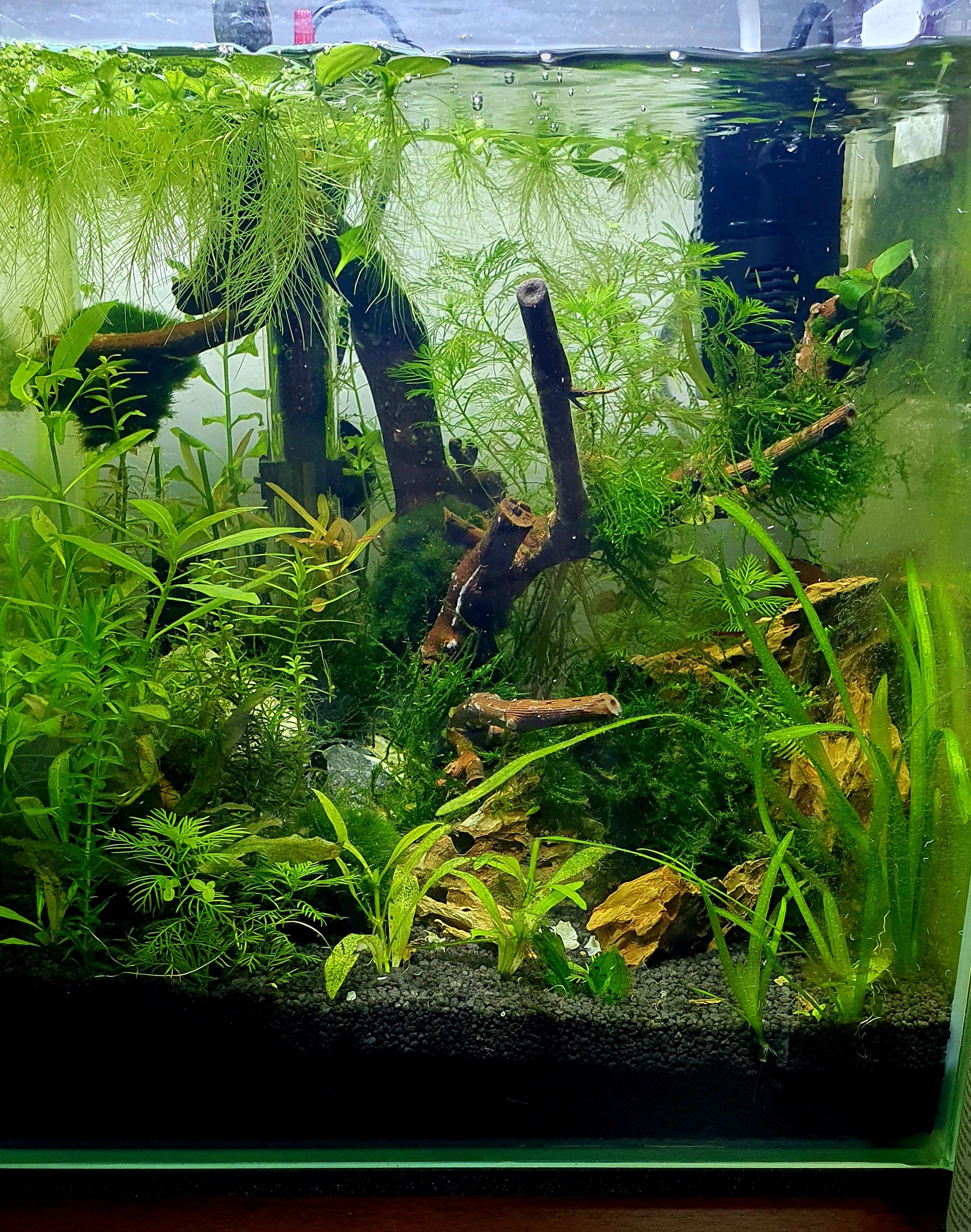 148 best Dwarf Puffer images on Pholder Aquariums, Planted Tank and Aqua Swap