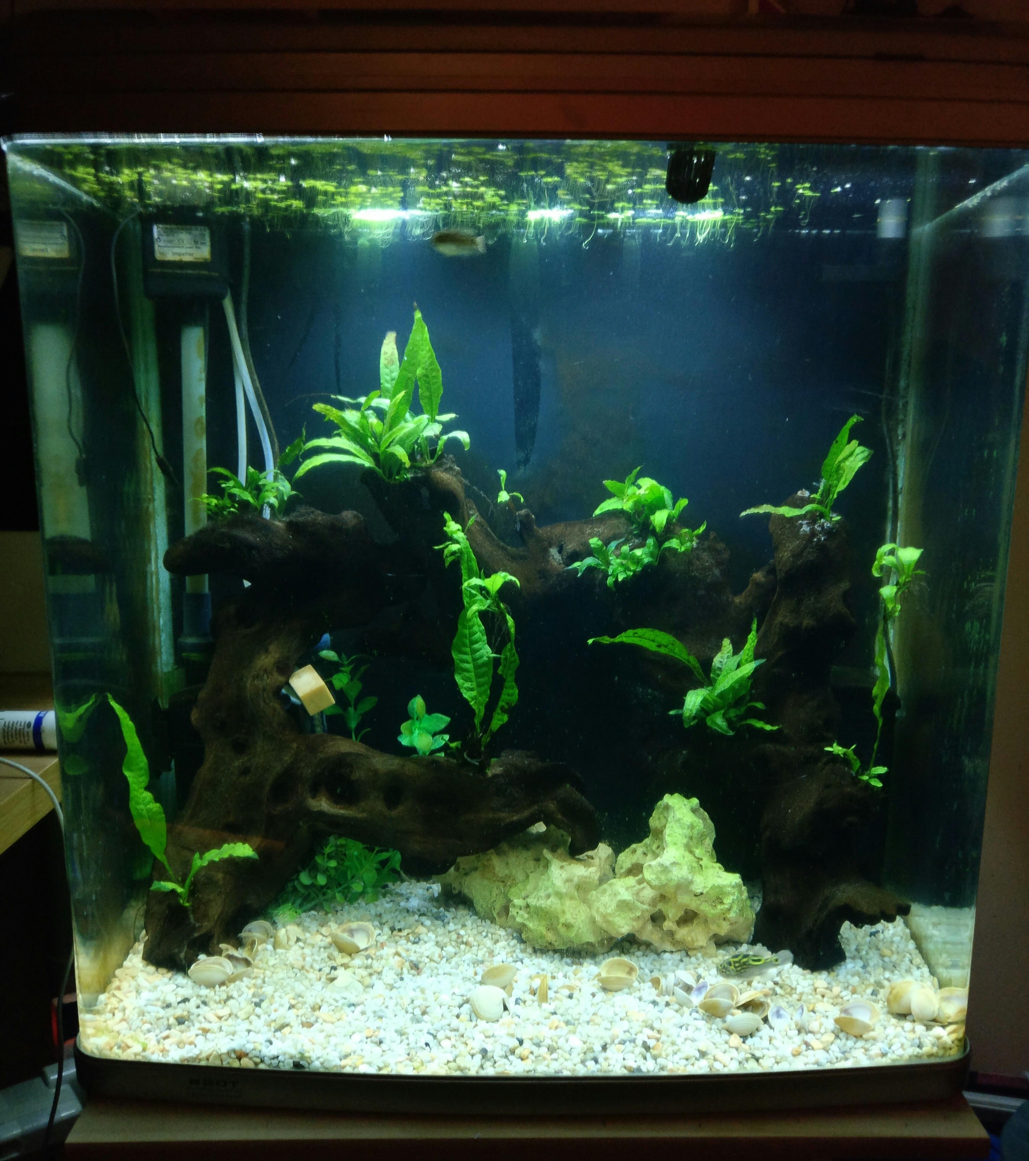 My brackish 130L home to two Figure Puffers, planted with java fern
