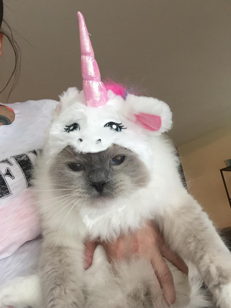 My kitten was absolutely delighted to put on his unicorn costume r/aww