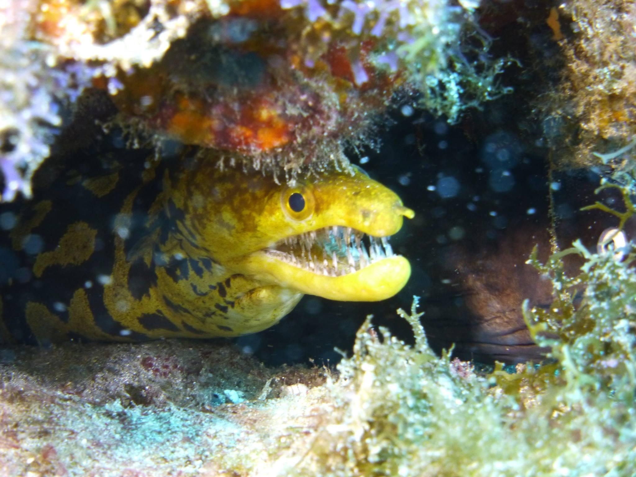 🔥 A Fangtooth Moray eel I pictured a few years ago on a diving holiday