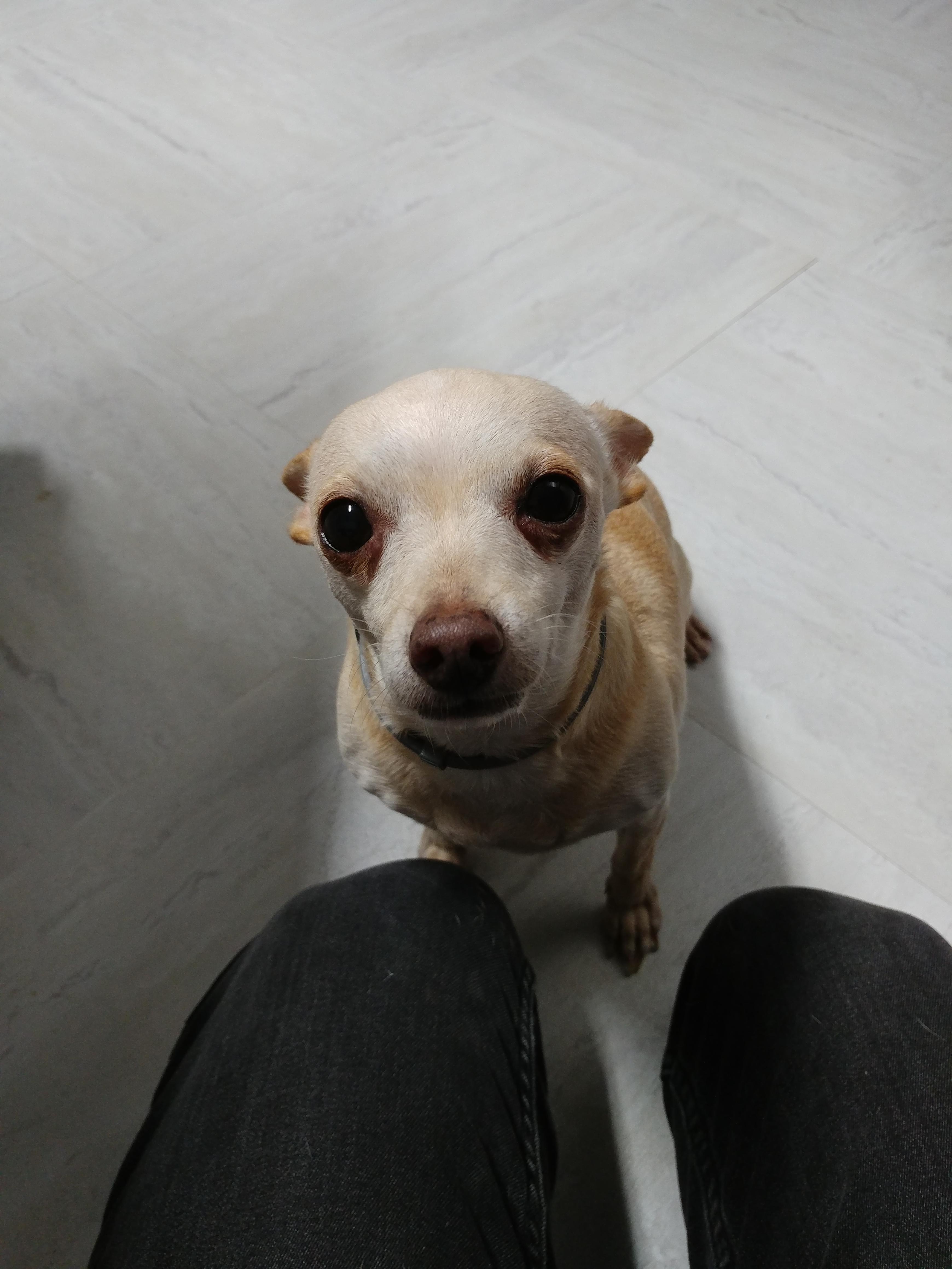 My little dog with her bug eyes r/aww